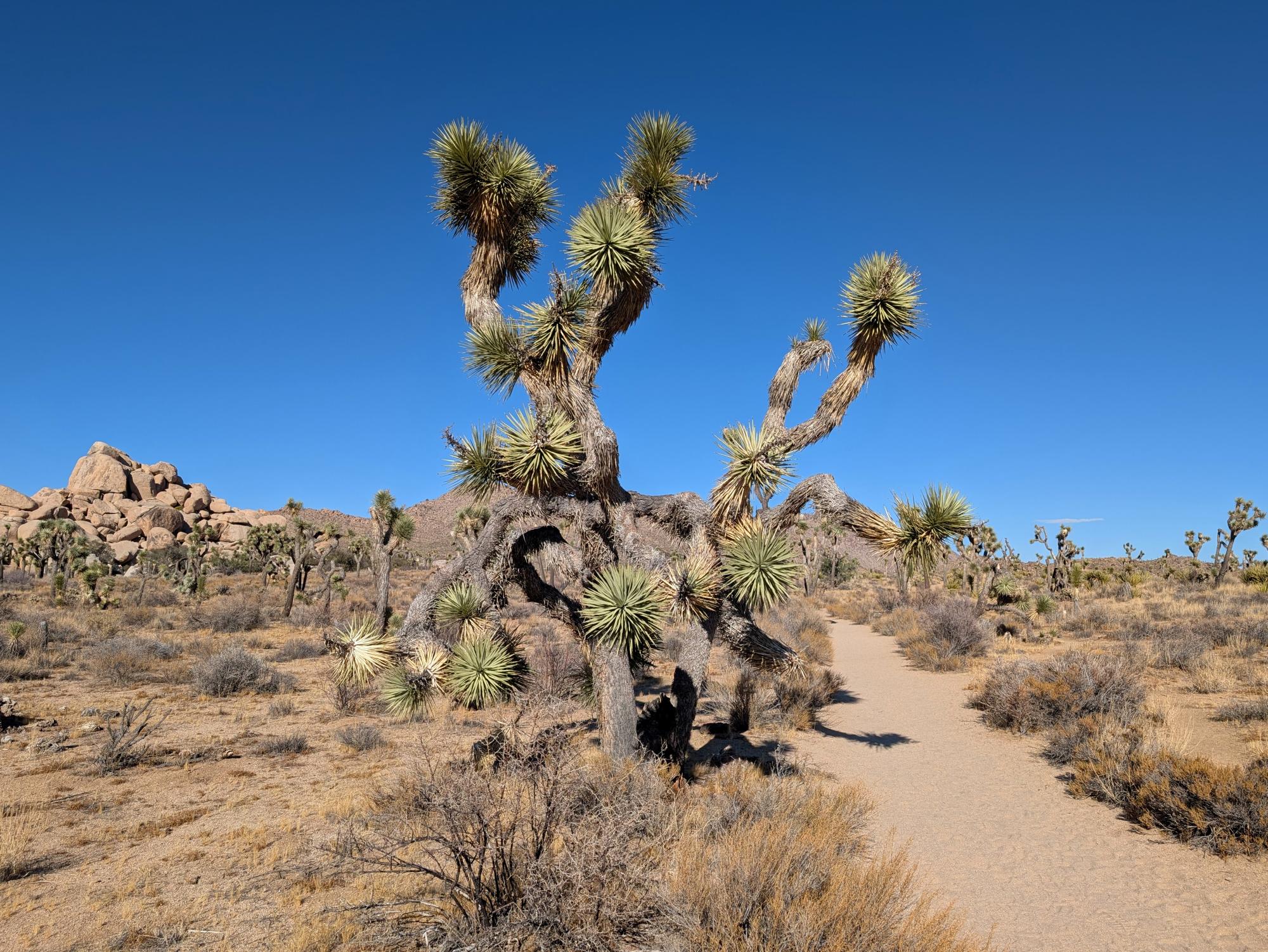 California (2015-Present) - Joshua Tree #18