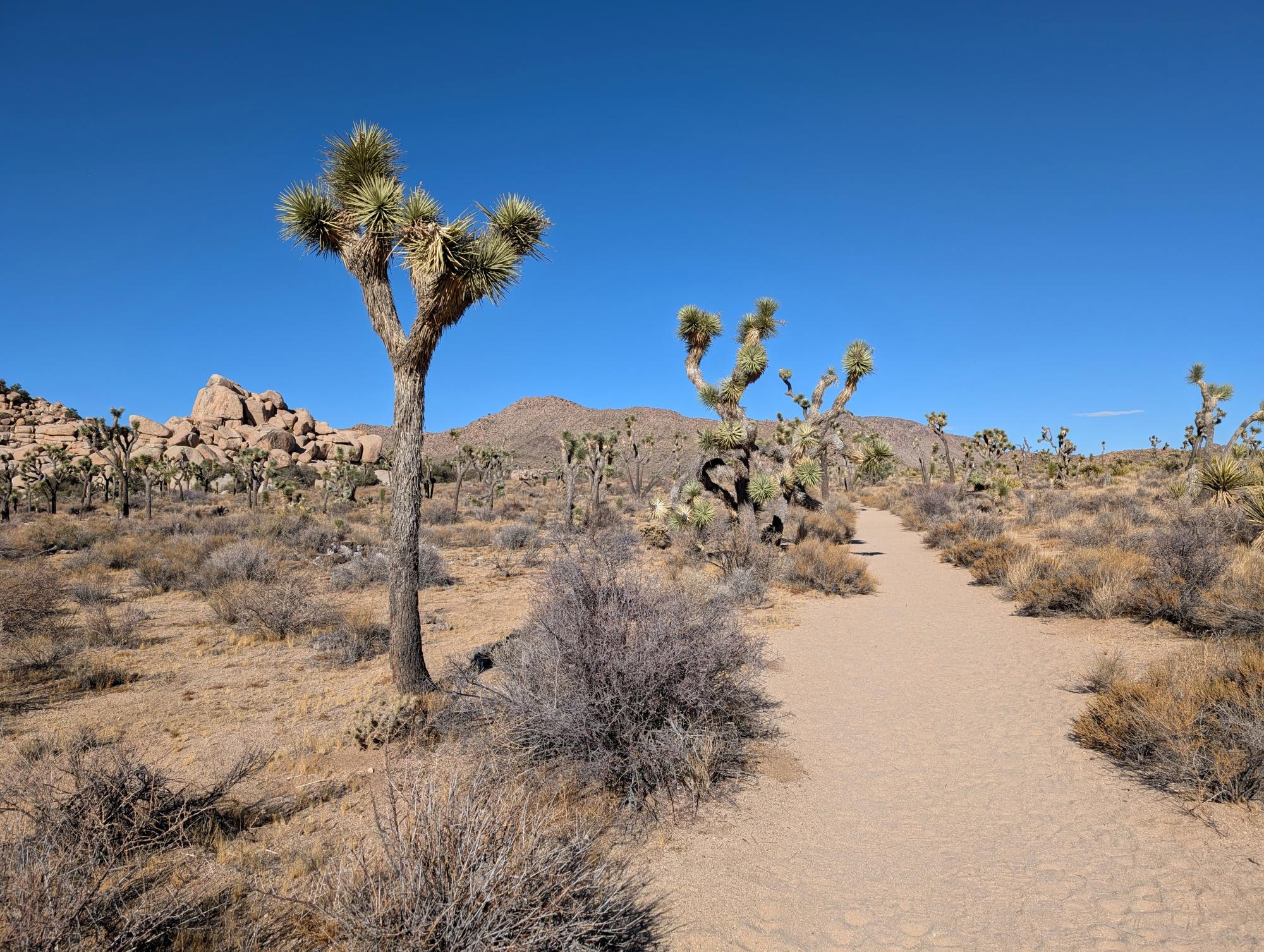 California (2015-Present) - Joshua Tree #19