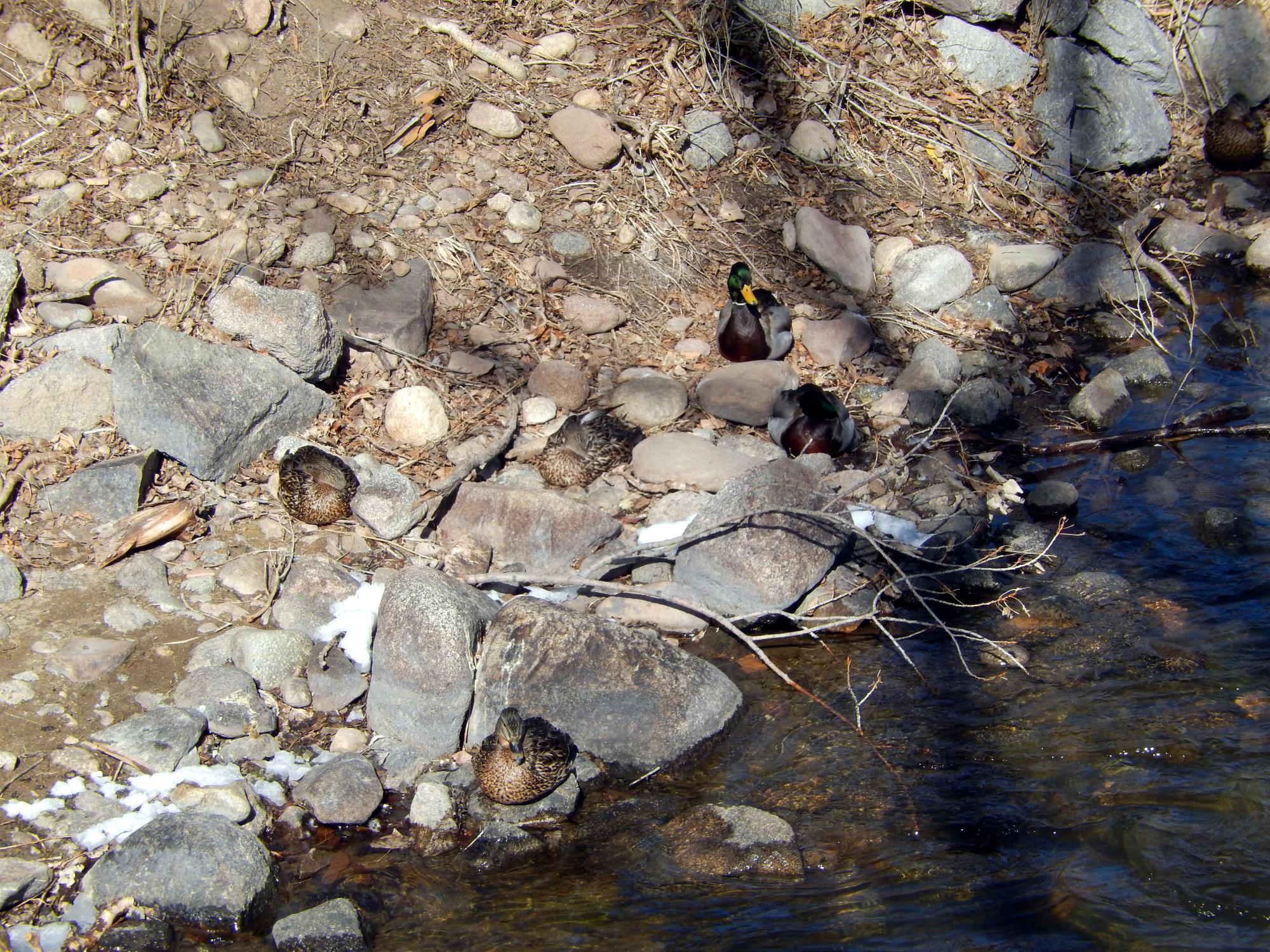 Colorado - Boulder Creek Ducks #1