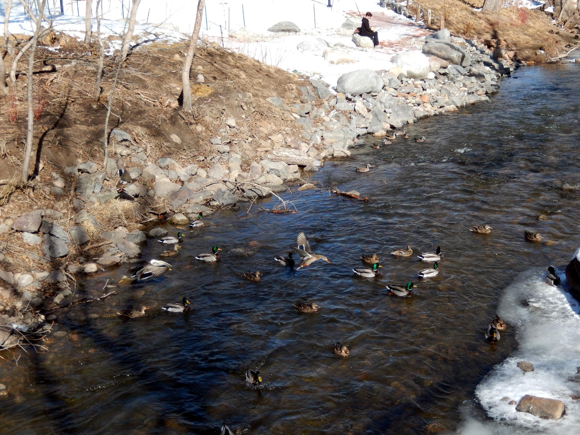 Colorado - Boulder Creek Ducks #2