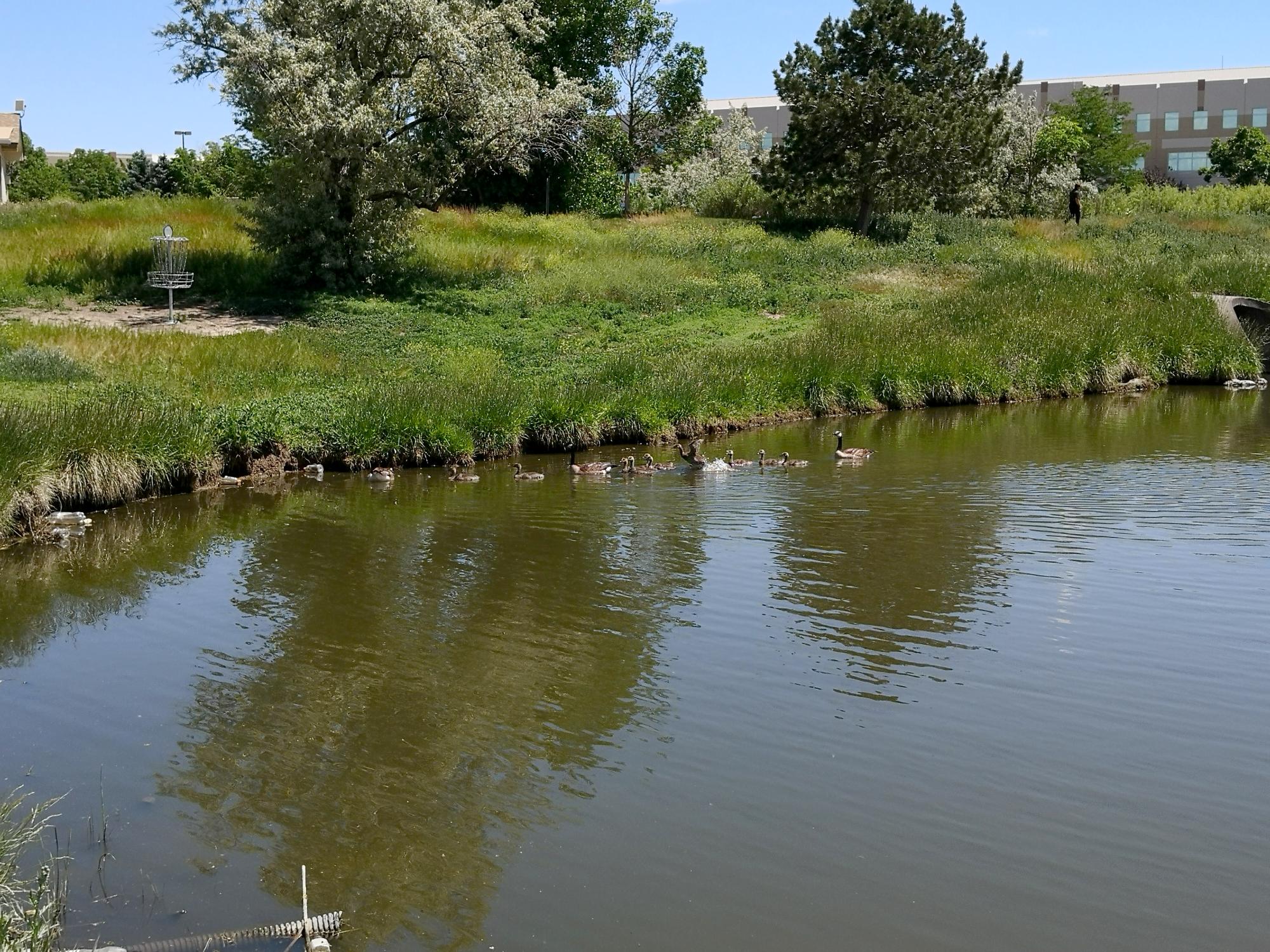 Colorado - Pond Ducks