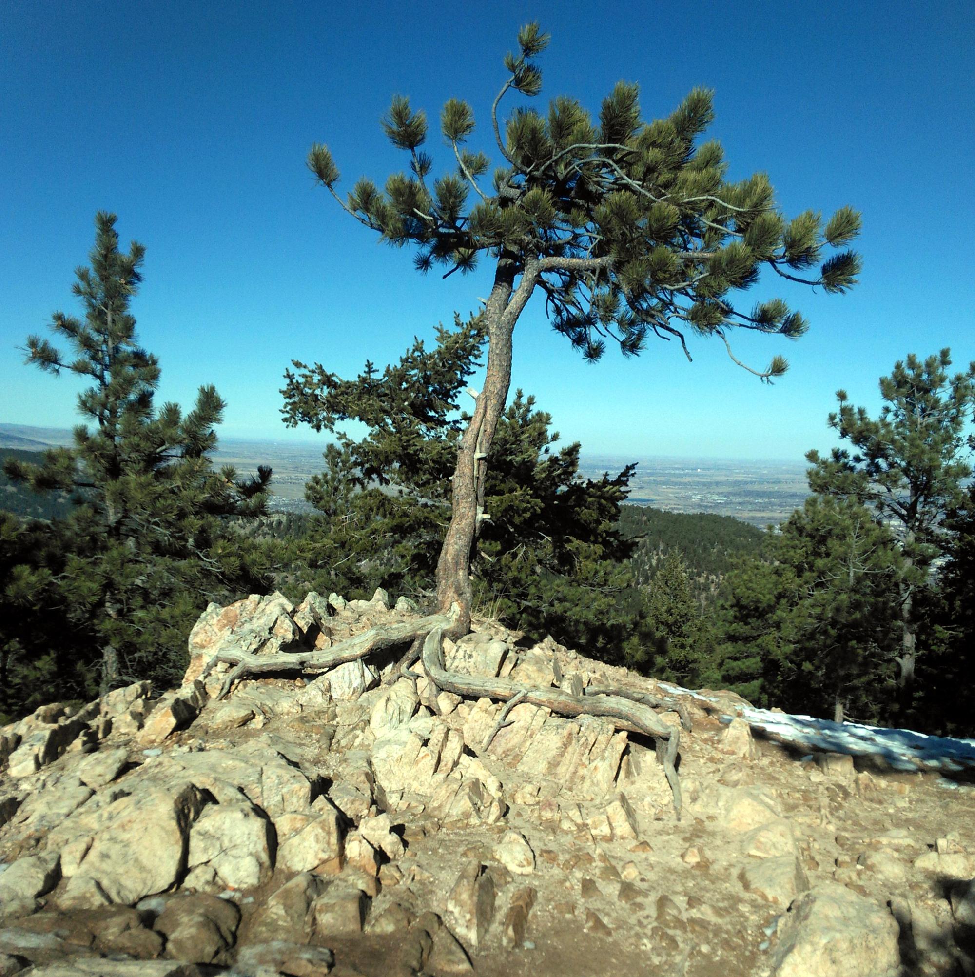 Colorado (1992-2019) - Lost Gulch #4