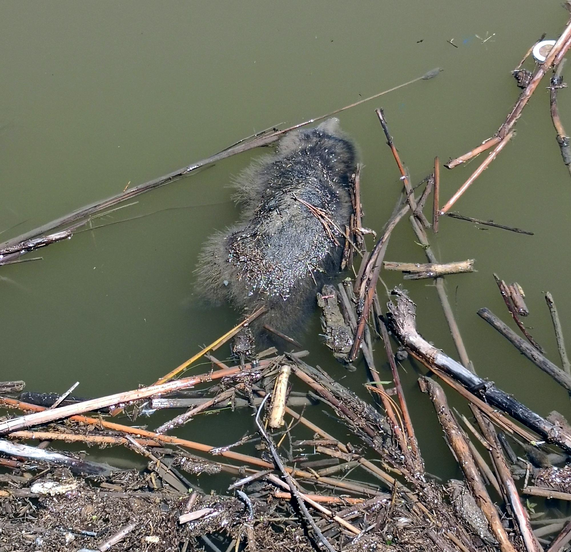 Colorado (1992-2019) - Dead Racoon