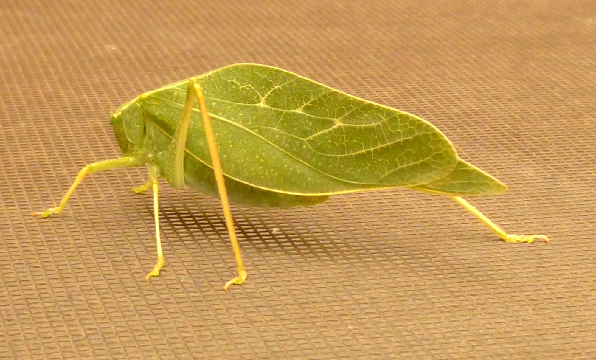Colorado (1992-2019) - Leaf Insect