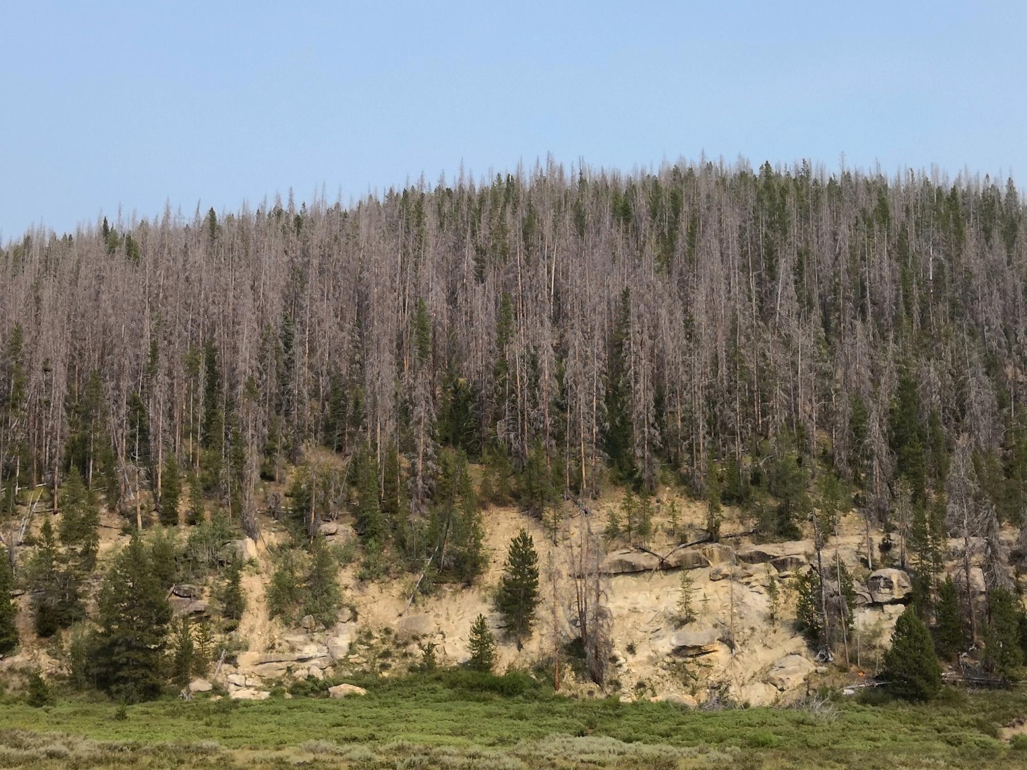Colorado (1992-2019) - Forest Blight #1