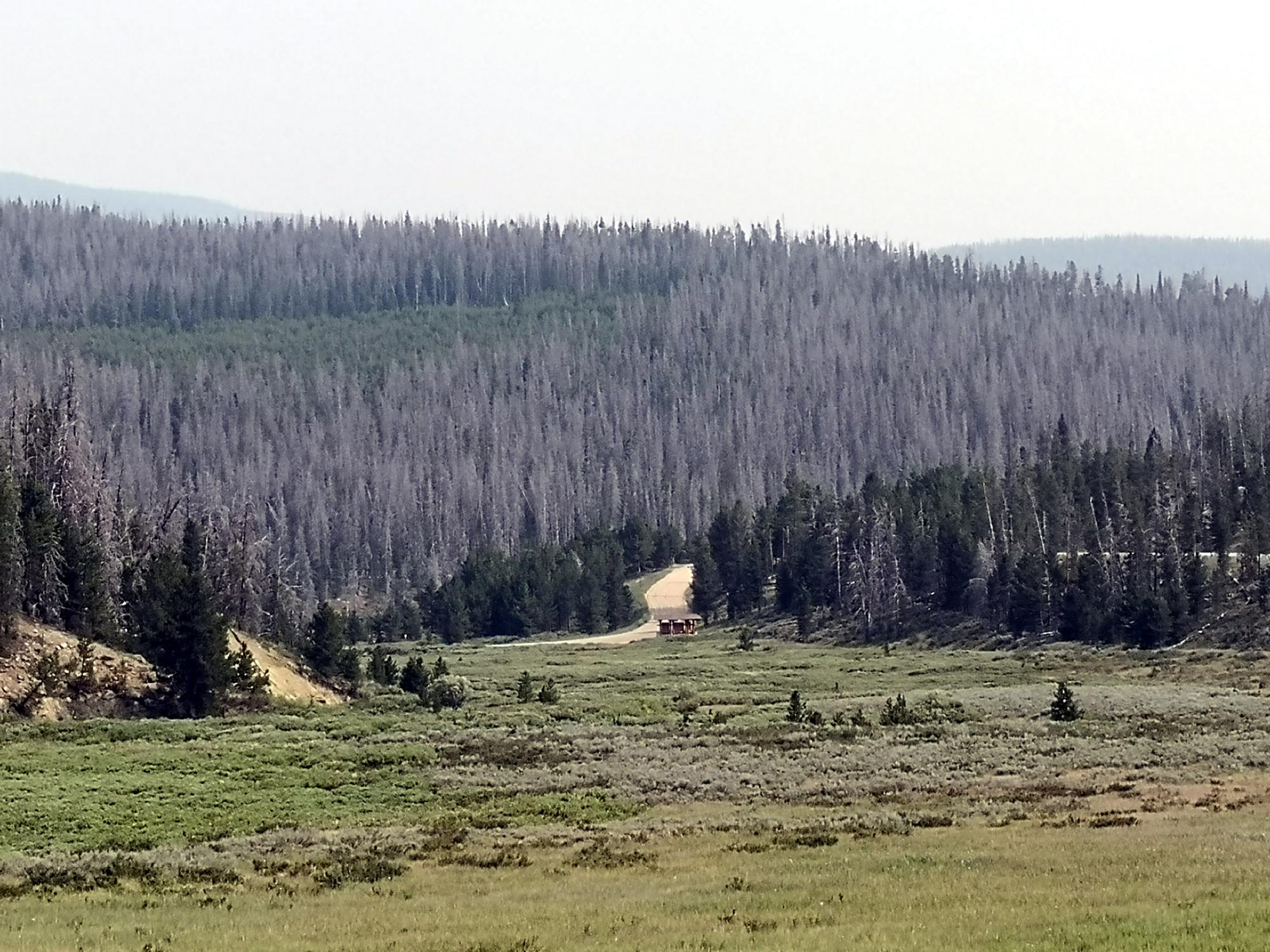 Colorado (1992-2019) - Forest Blight #2