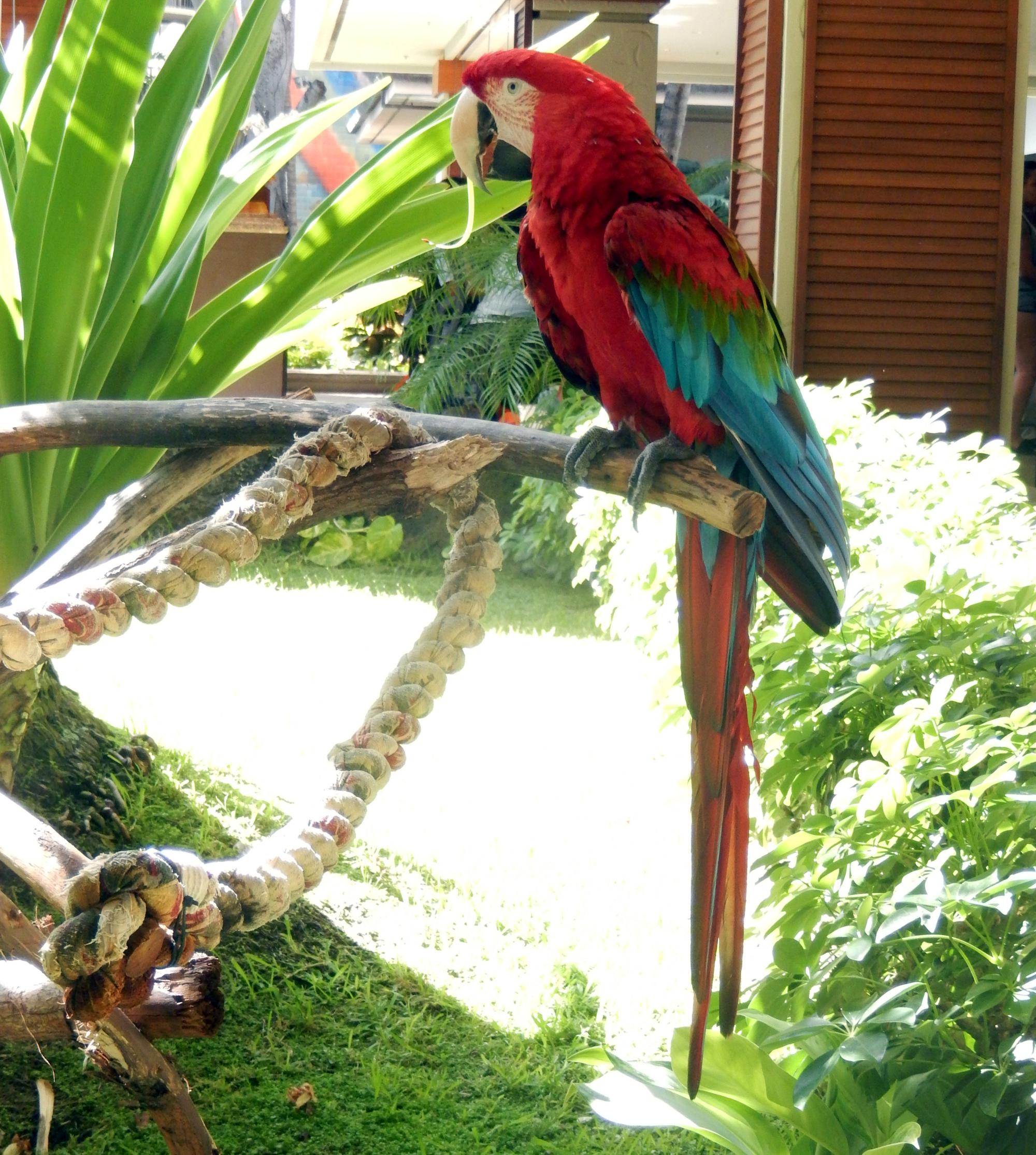 Hawaii - Parrot #2