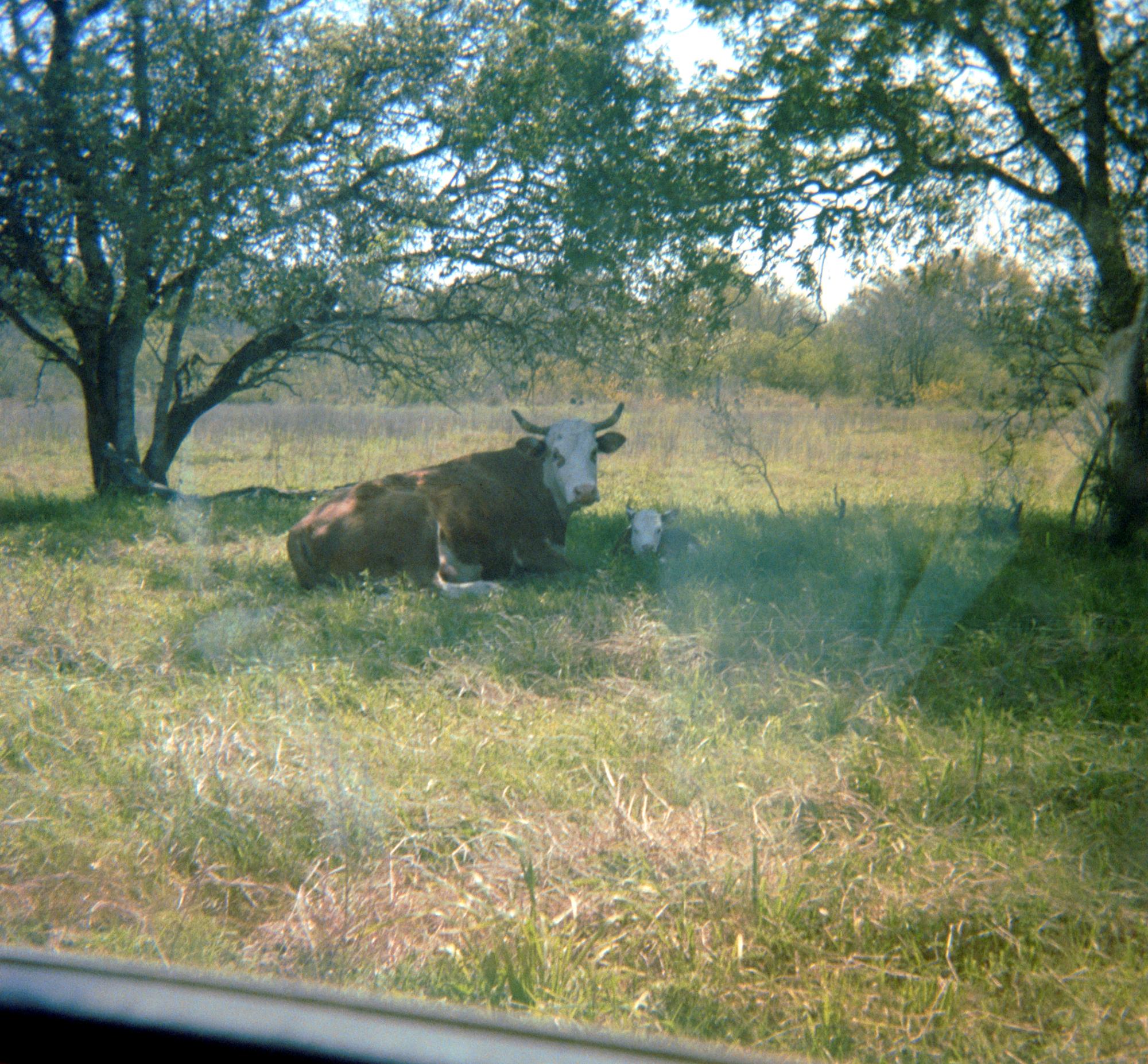 Pleasanton Texas - Steer