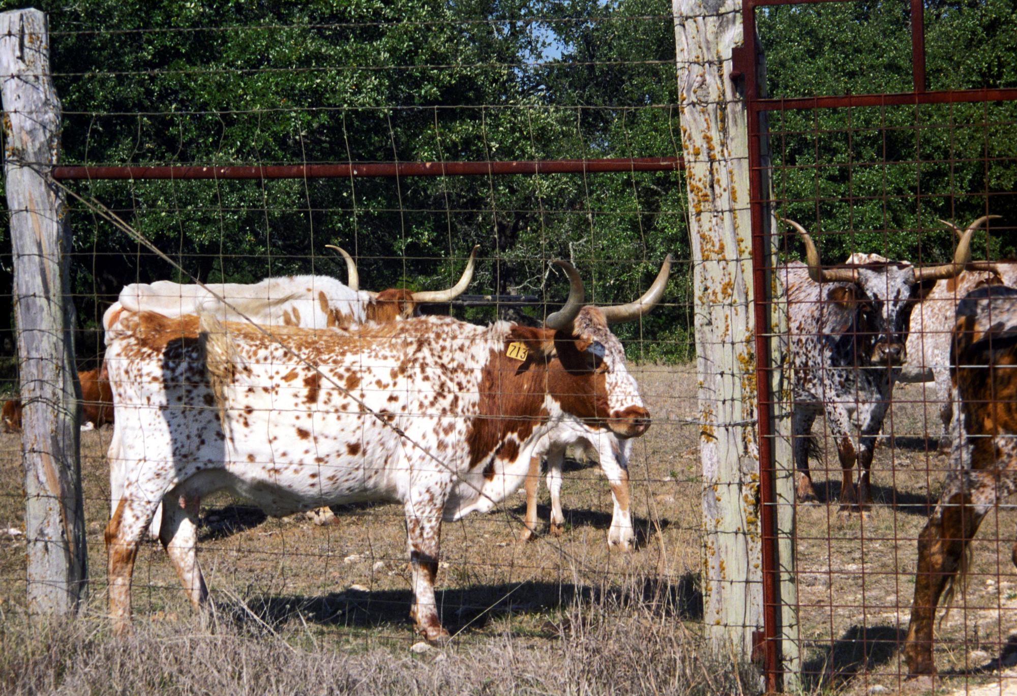 Pleasanton Texas - Texas Longhorns #1