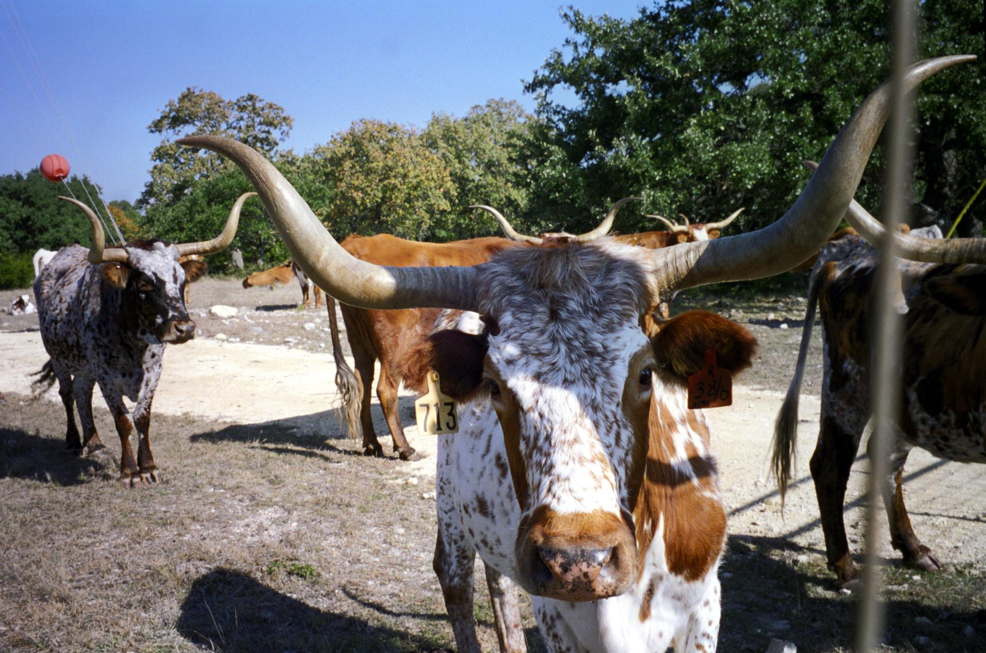 Pleasanton Texas - Texas Longhorns #3