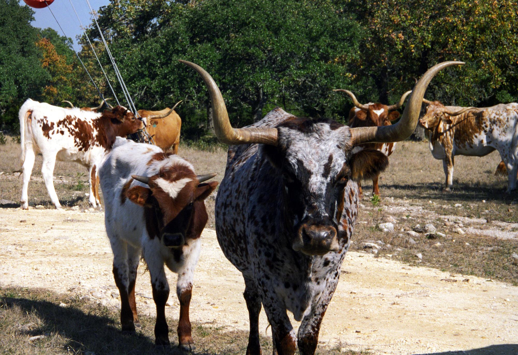 Pleasanton Texas - Texas Longhorns #5