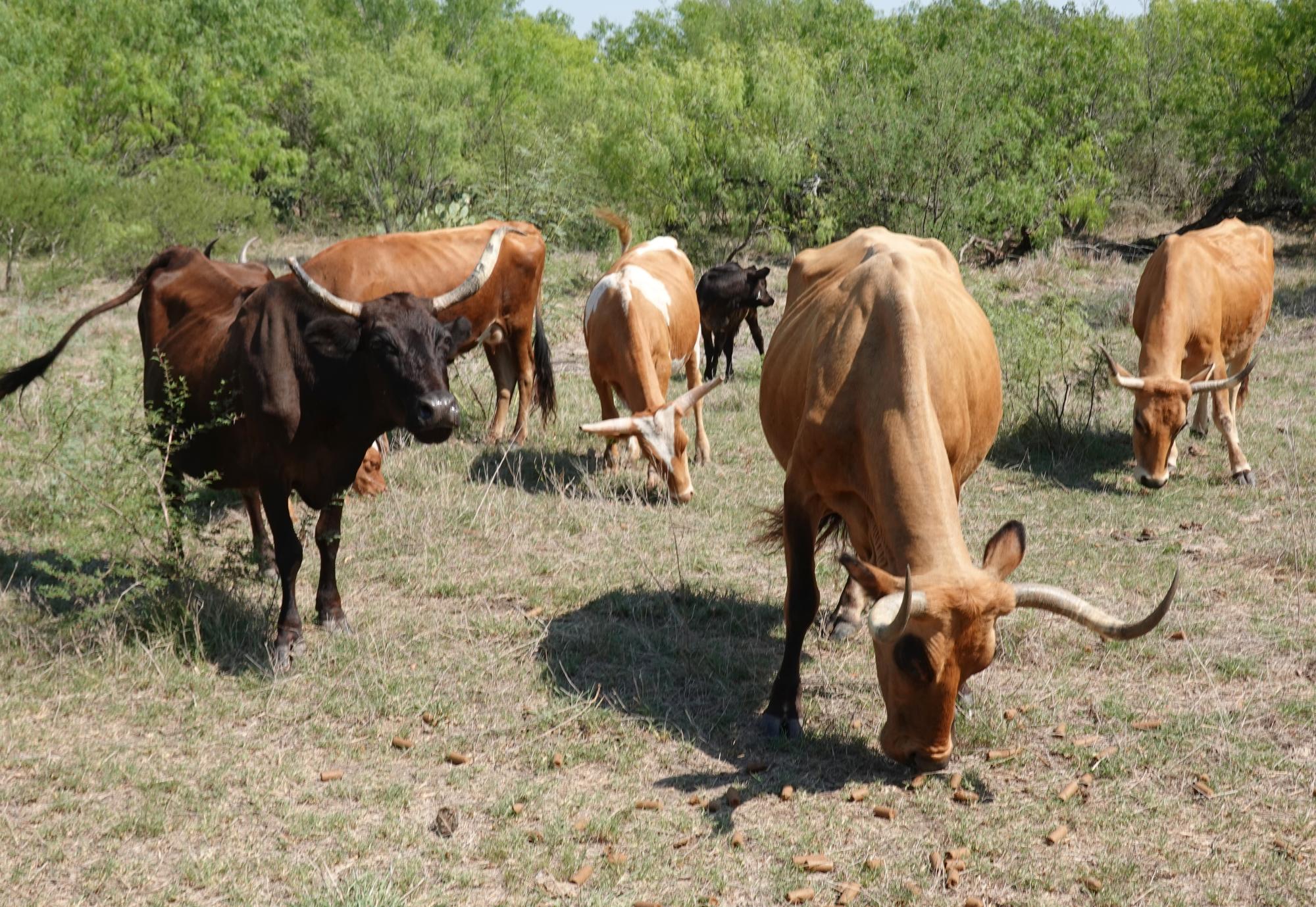 Pleasanton Texas - Corriente Cattle #1