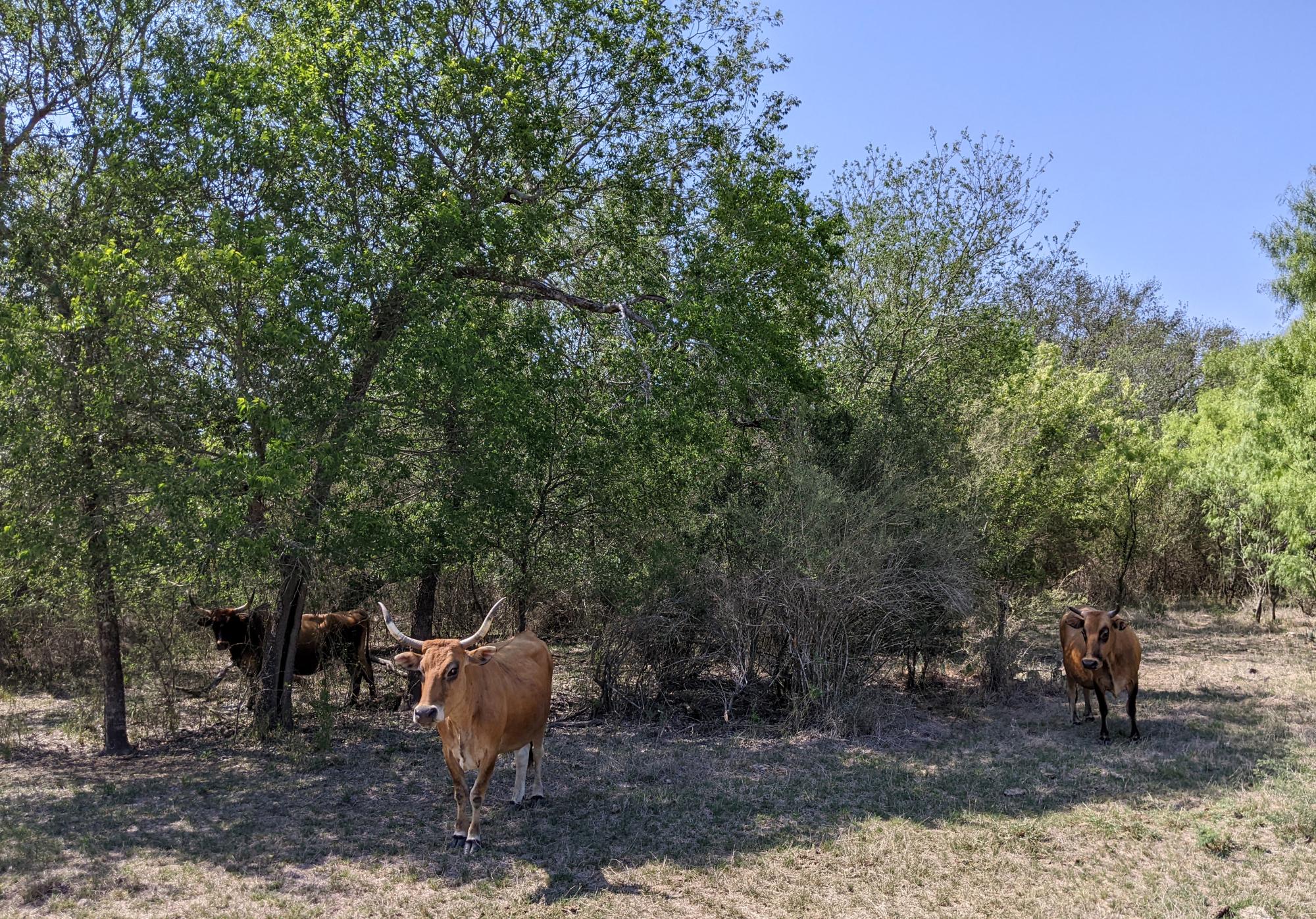 Pleasanton Texas - Corriente Cattle #2