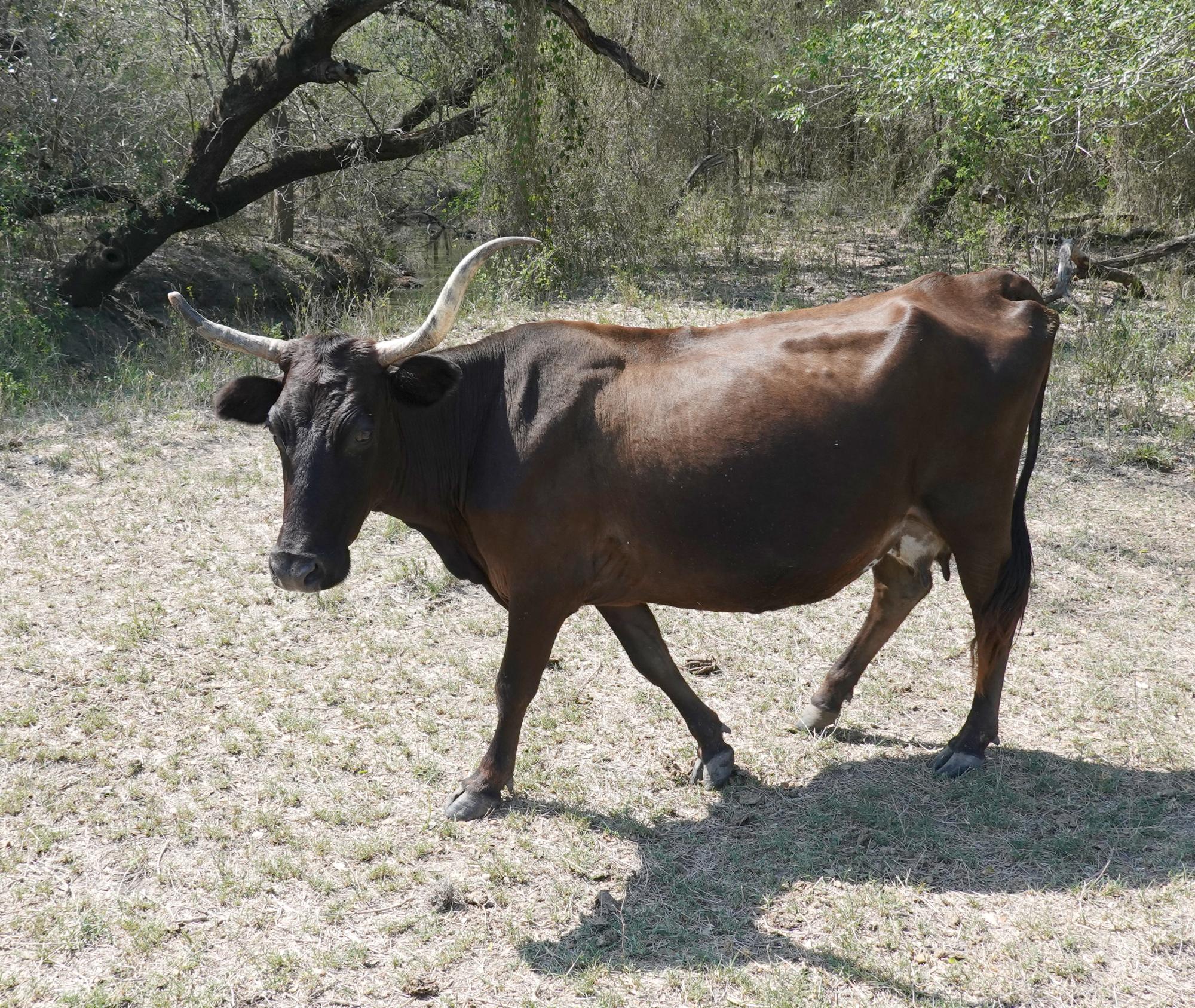 Pleasanton Texas - Corriente Cow