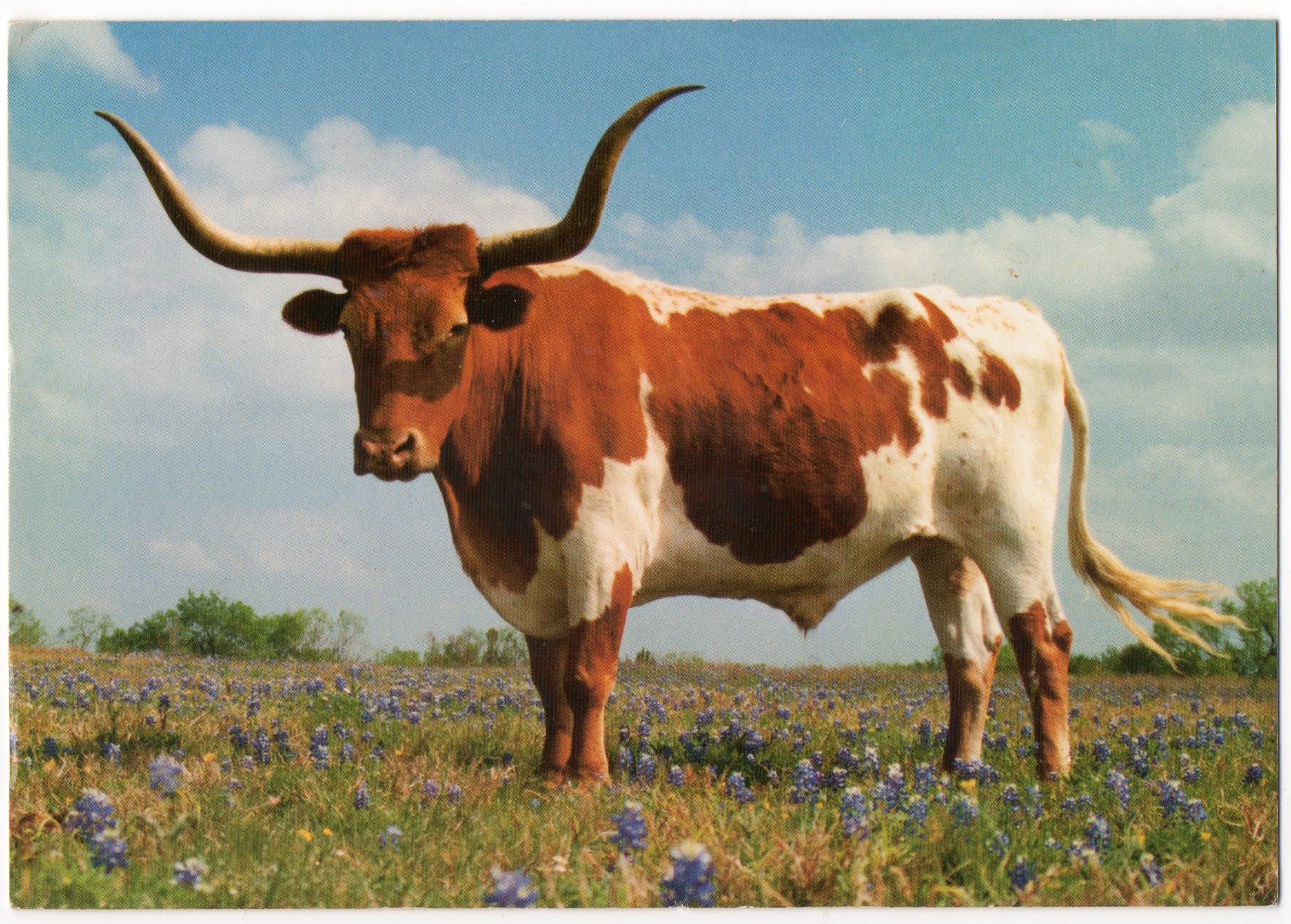 UT Austin - Postcard Longhorn