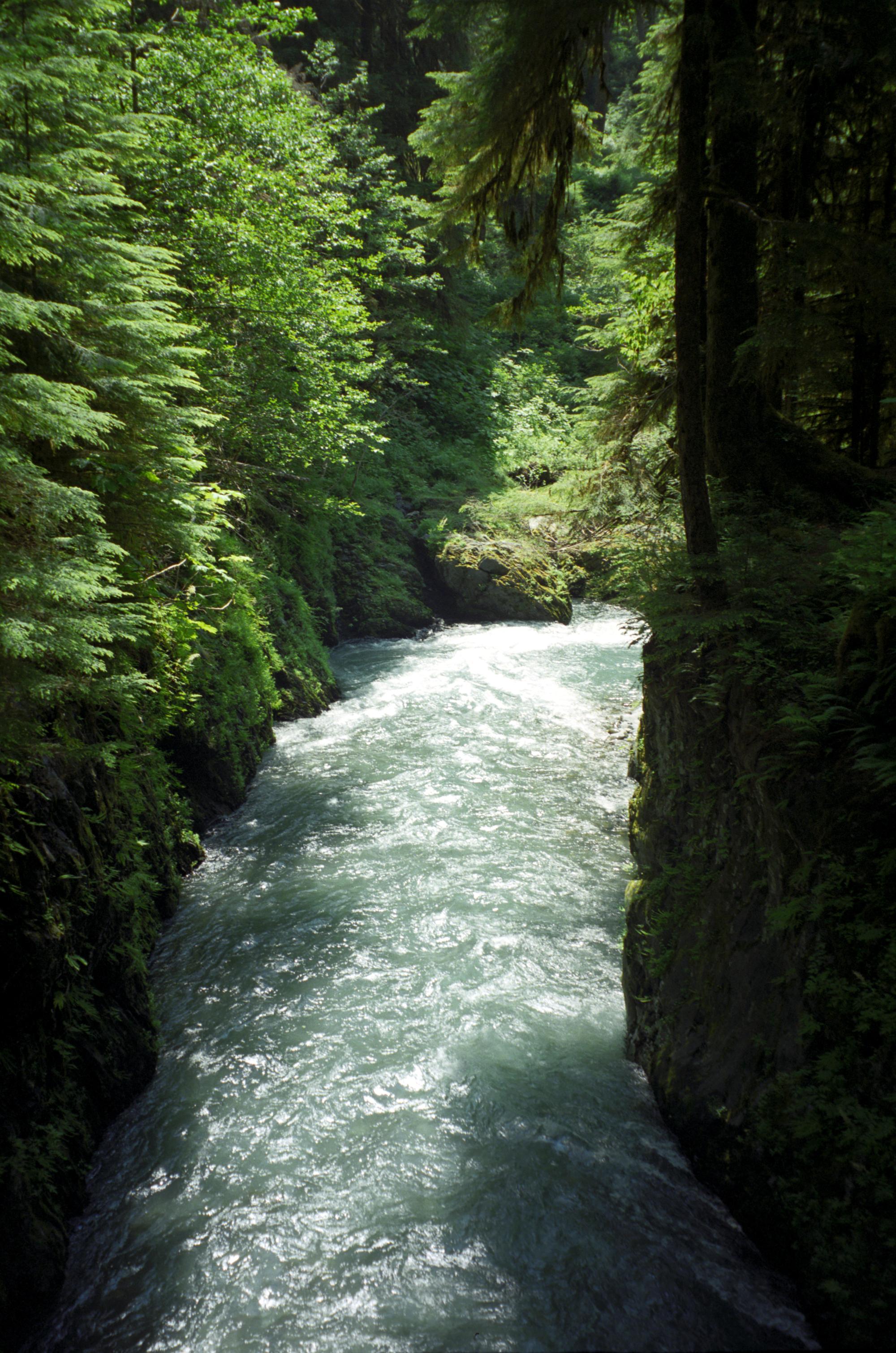 Enchanted Valley (2004) - East Fork Quinault #2