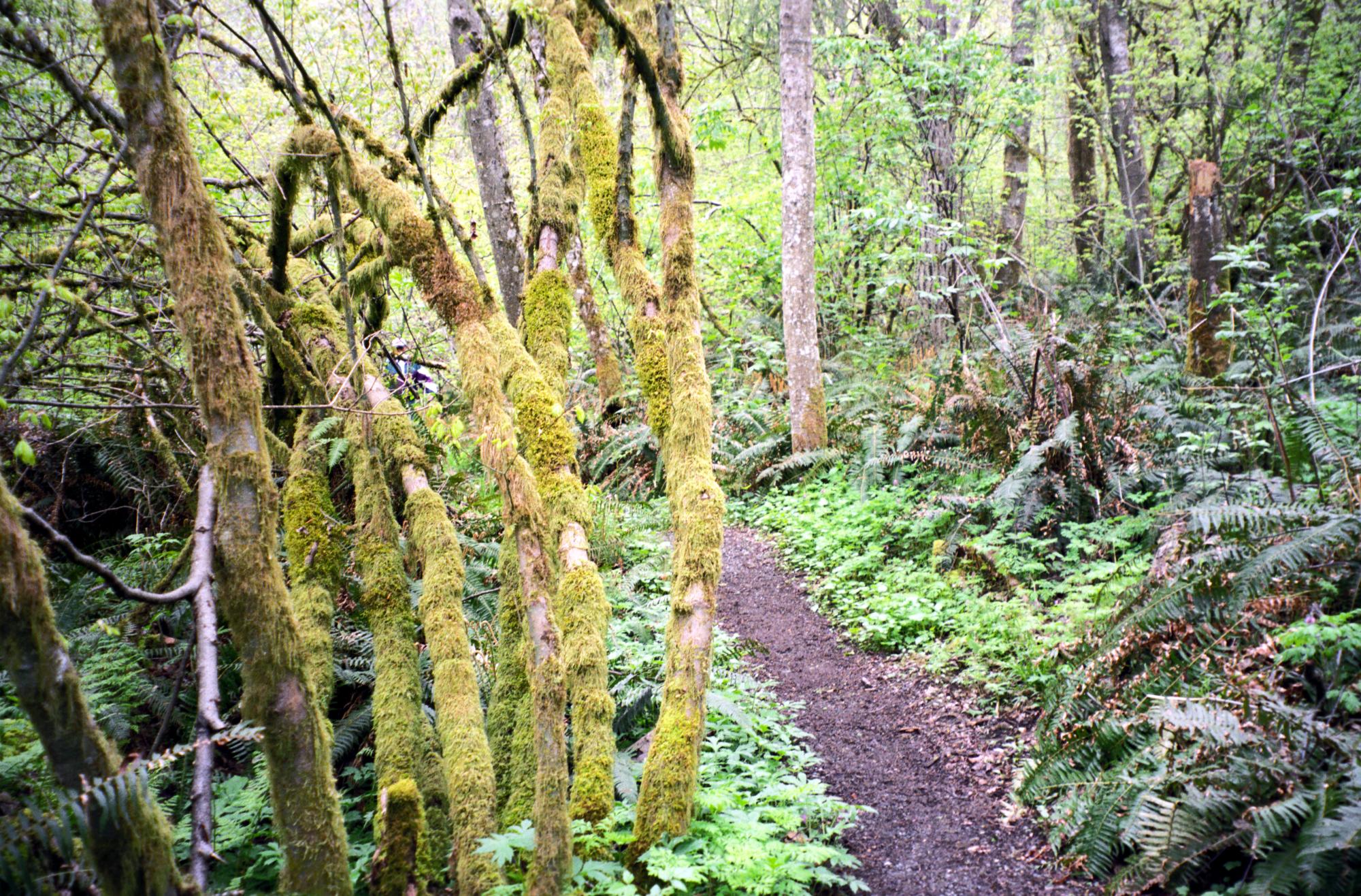 Mount Si - Cascade Trail