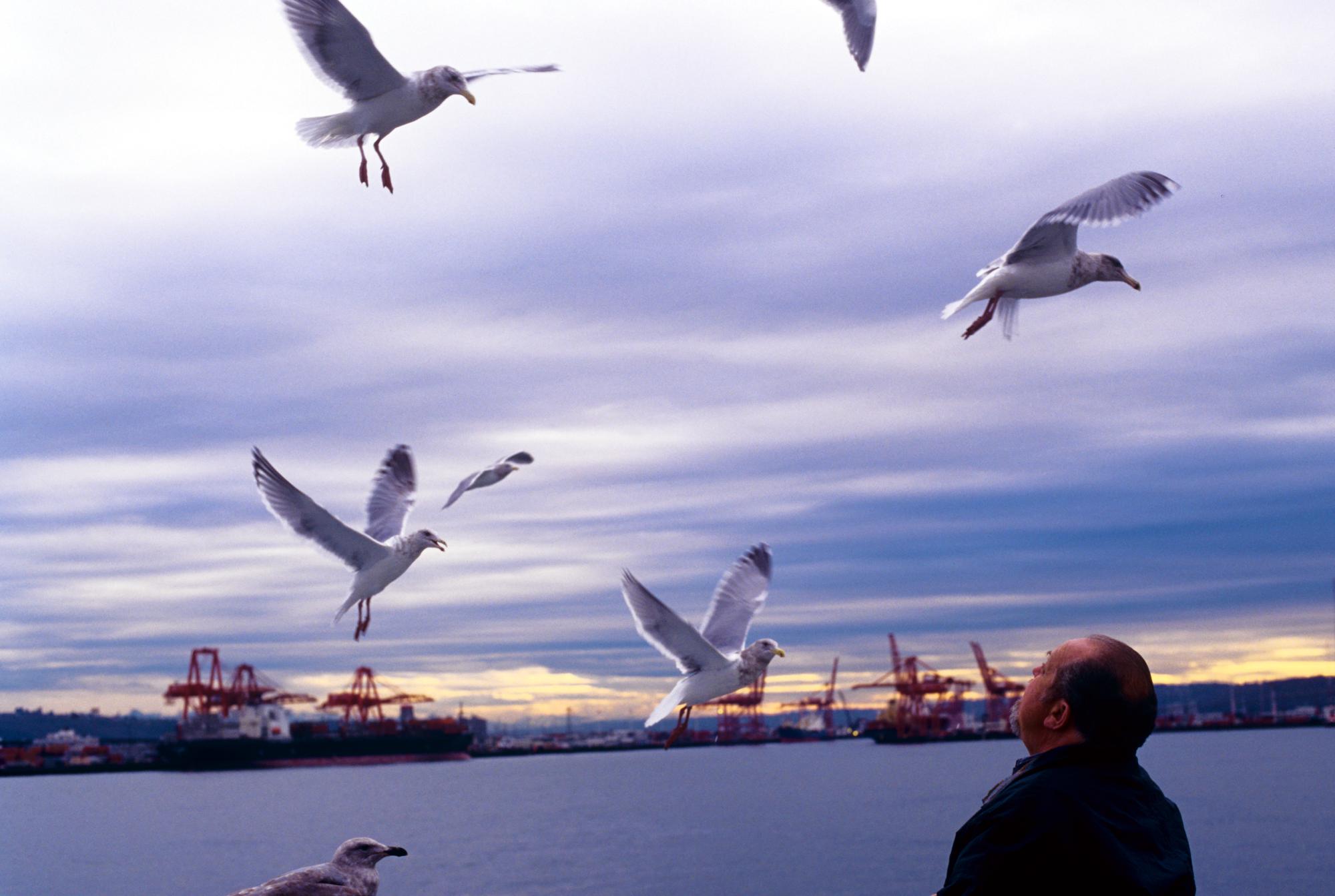 Seattle (1995) - Seagulls