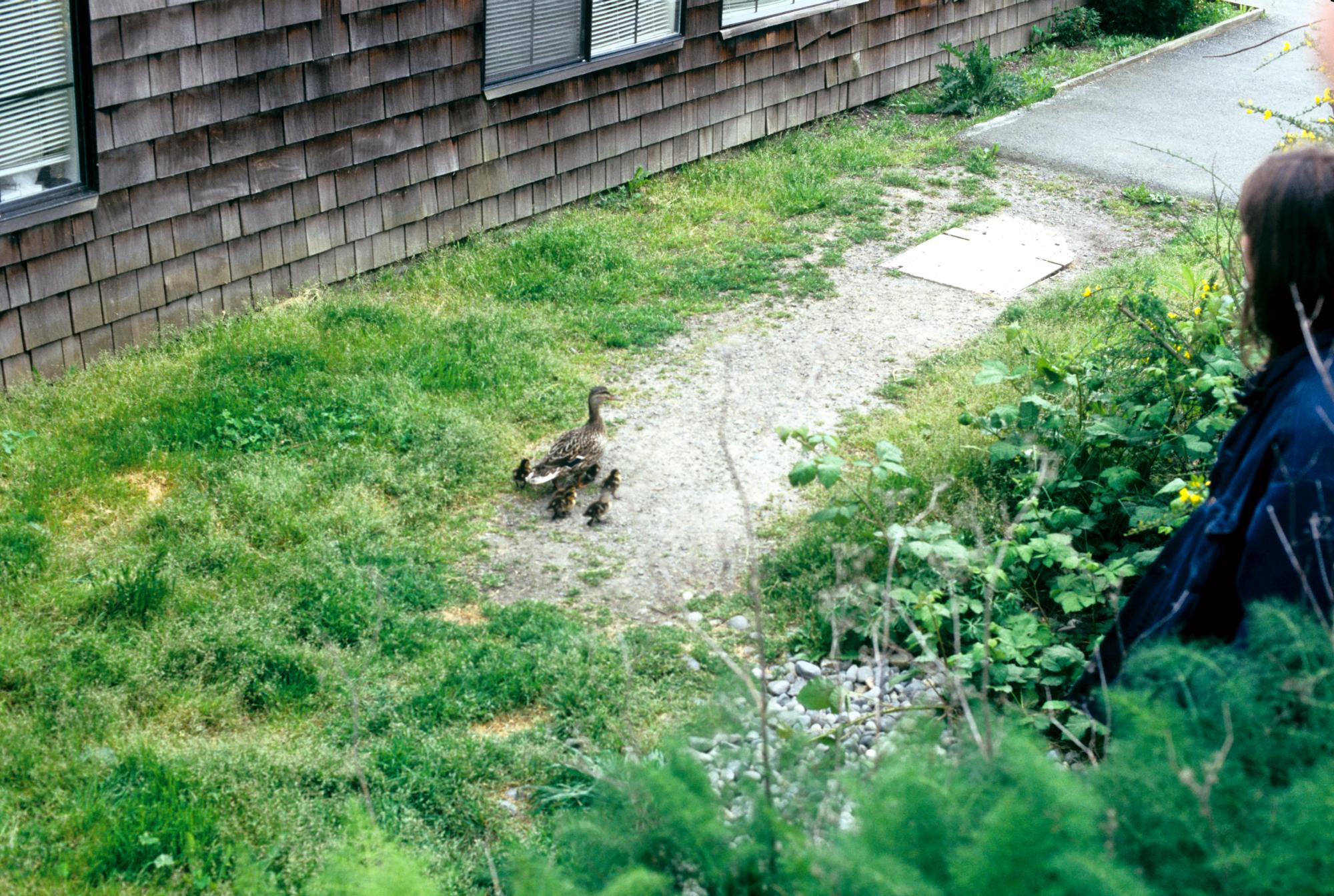 Seattle (1995) - Ducklings