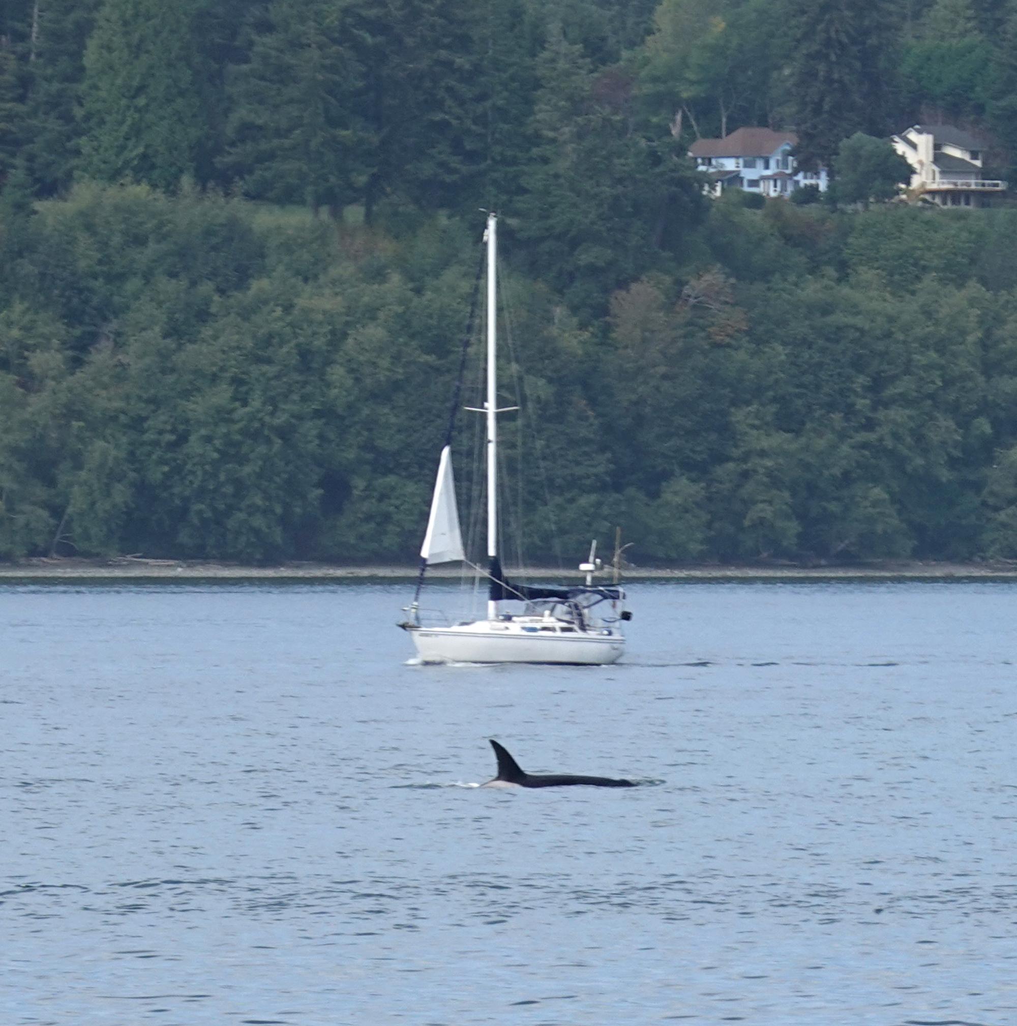 Seattle (2020-Present) - Orca