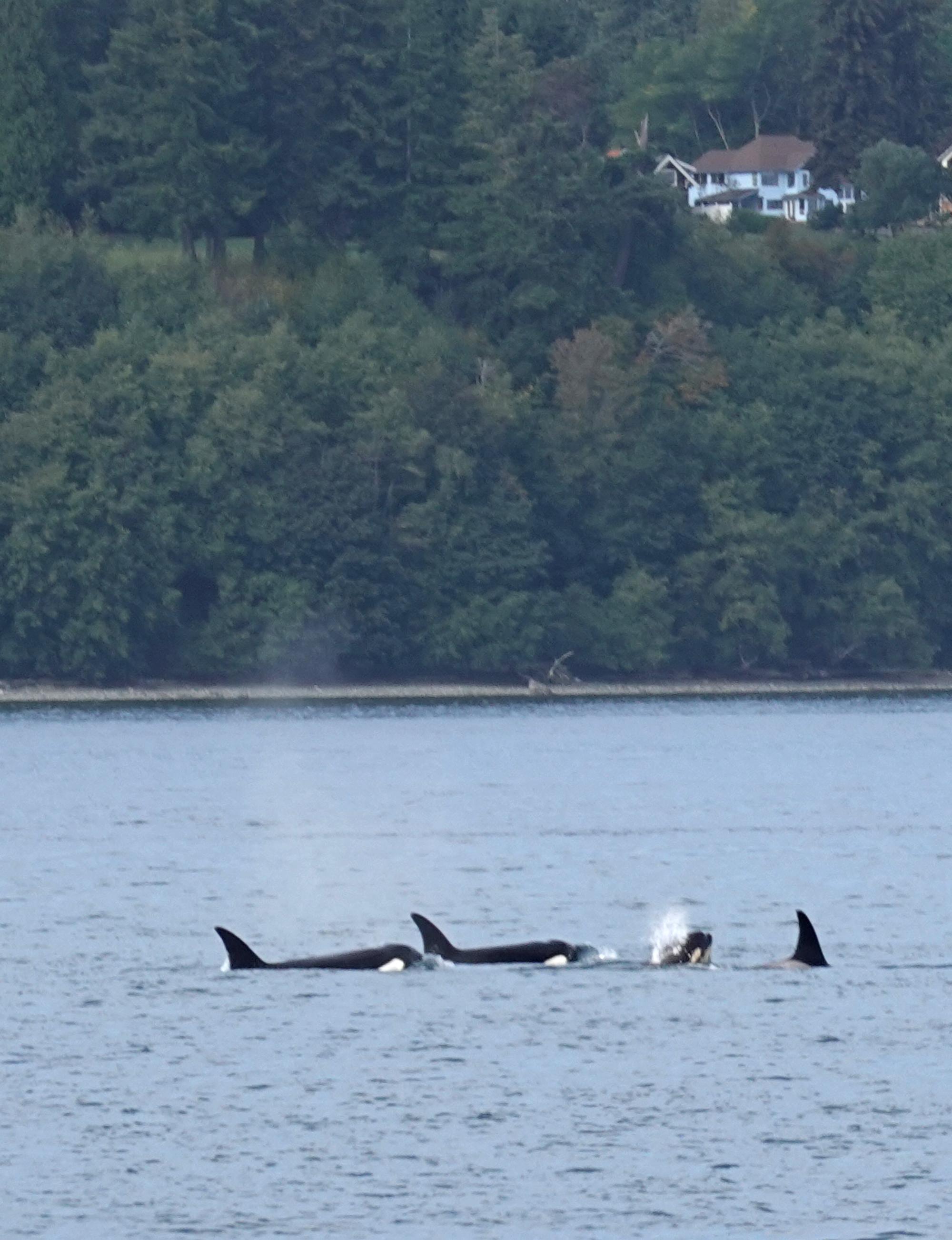 Seattle (2020-Present) - Orca Pod