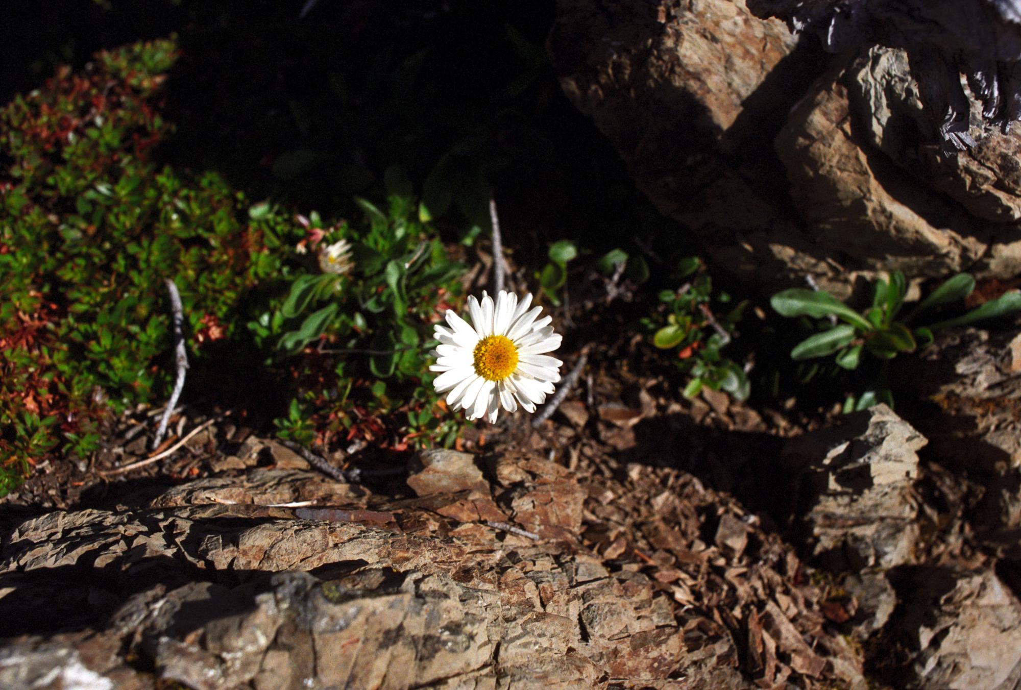 Western Washington - Trail Flower