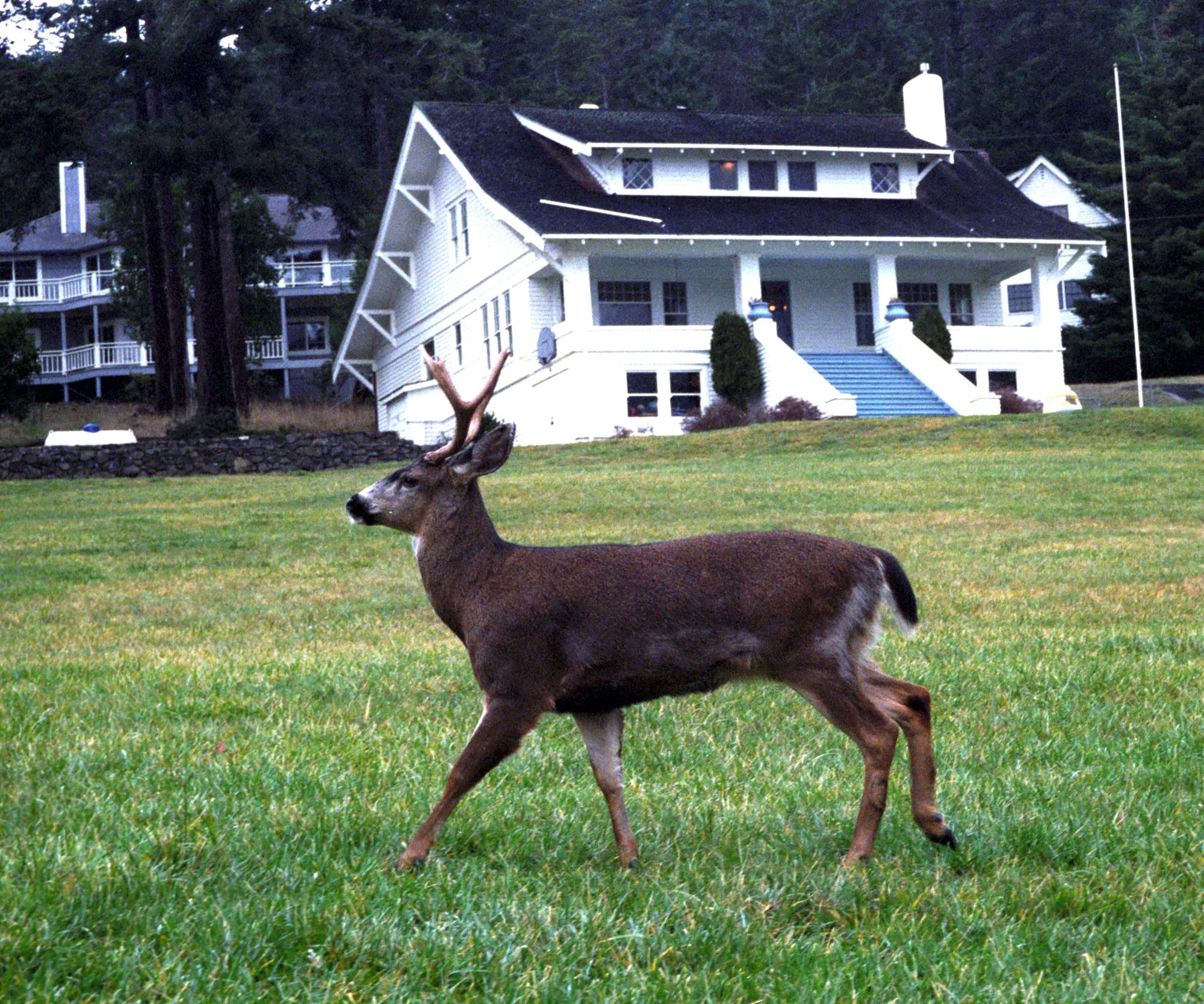 Western Washington - Deer #2