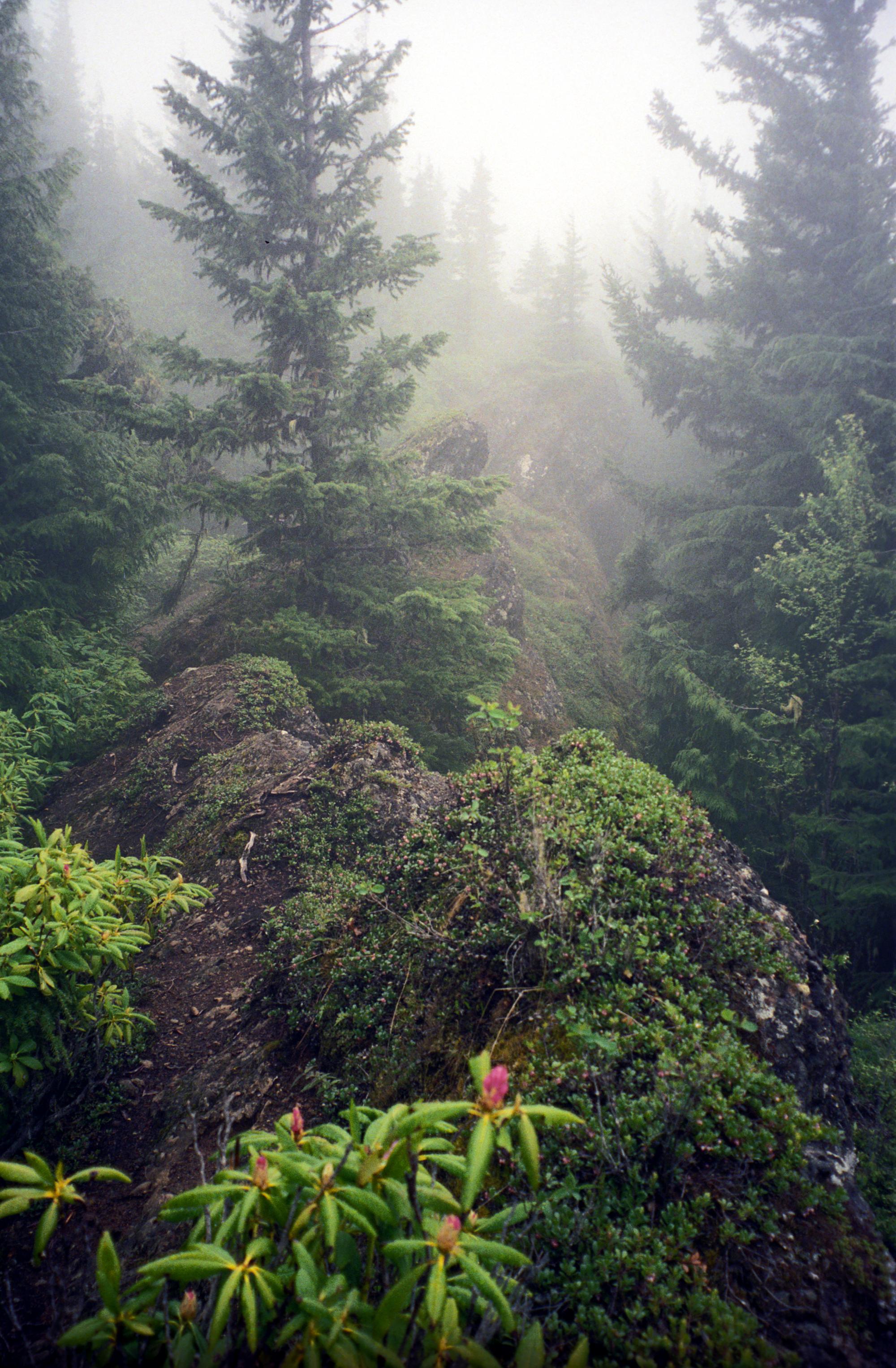 Western Washington - Foggy Forest
