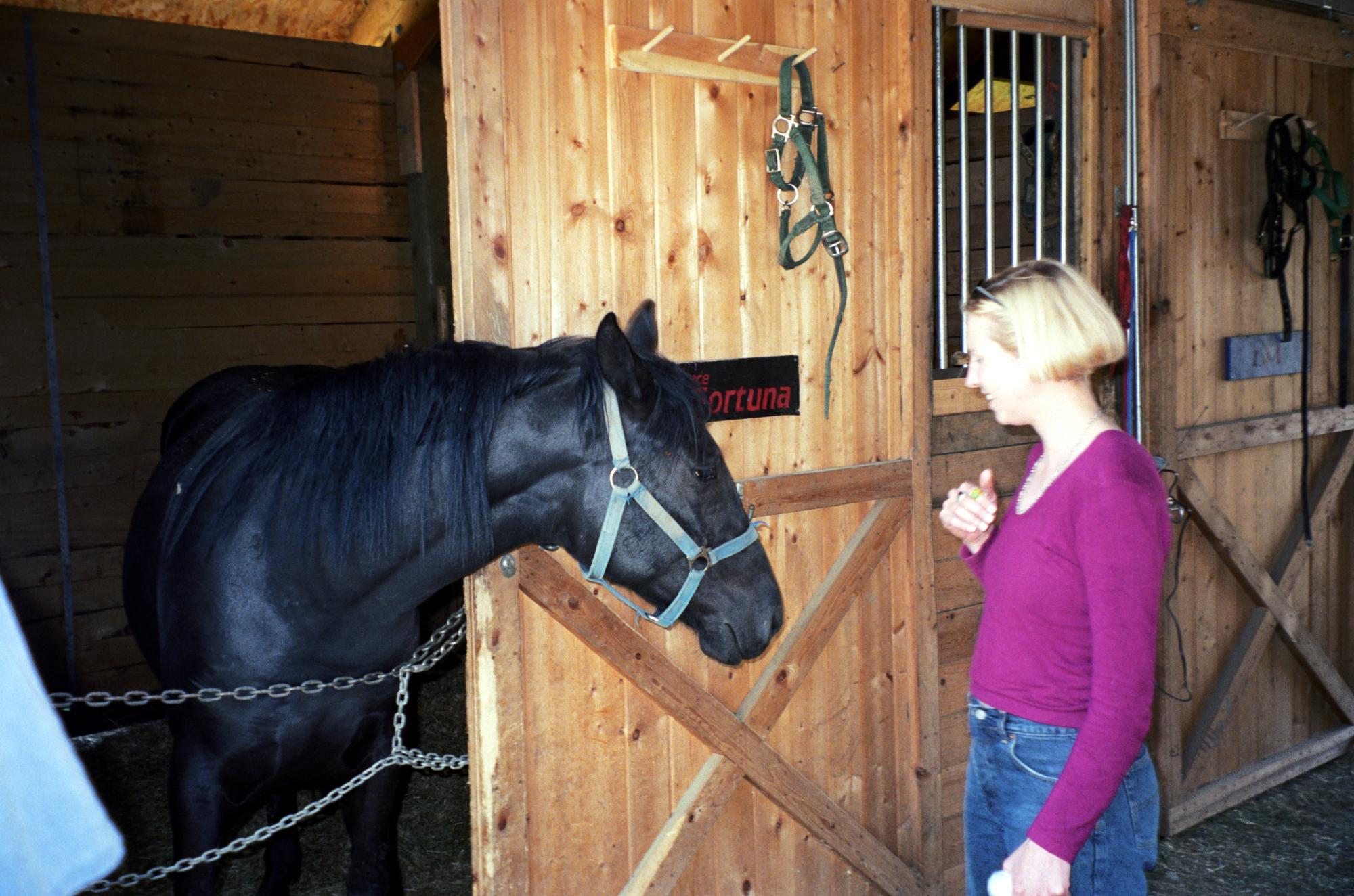 Western Washington - Brigitte Horse