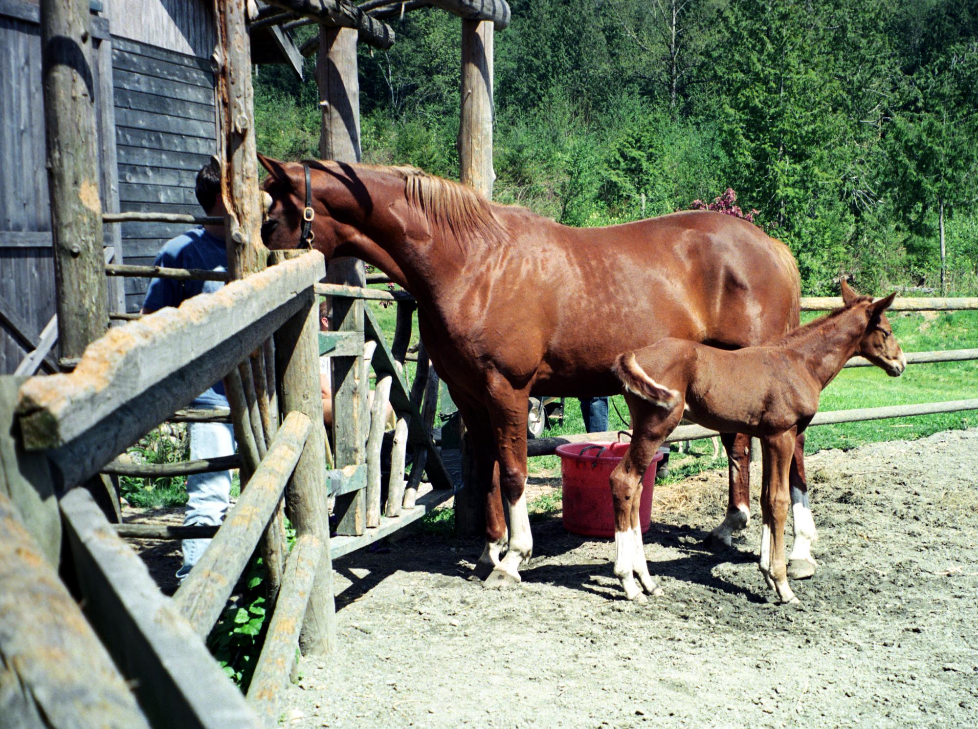 Western Washington - Horses