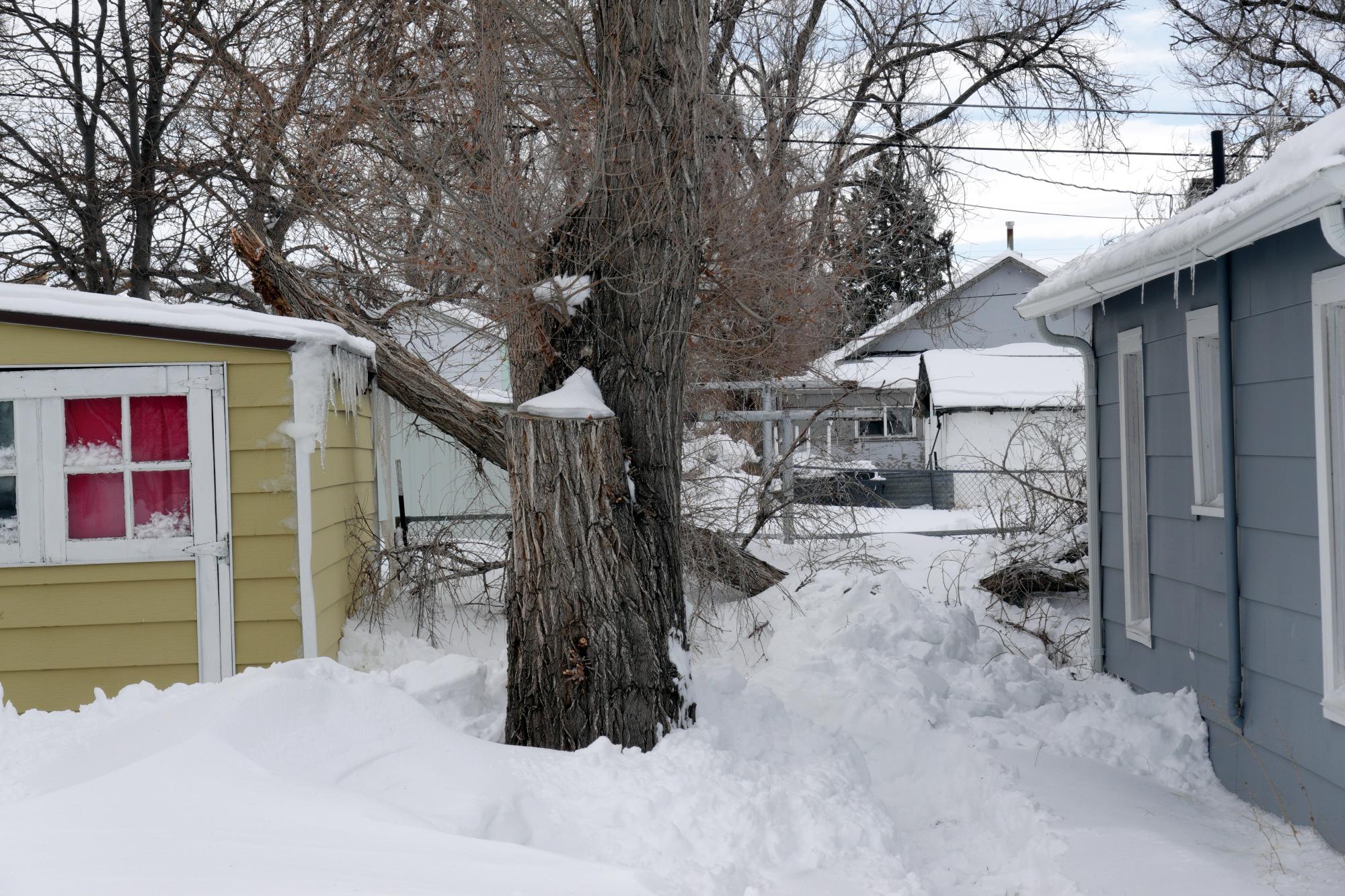 Cheyenne (2018-2021) - Downed Limb #1