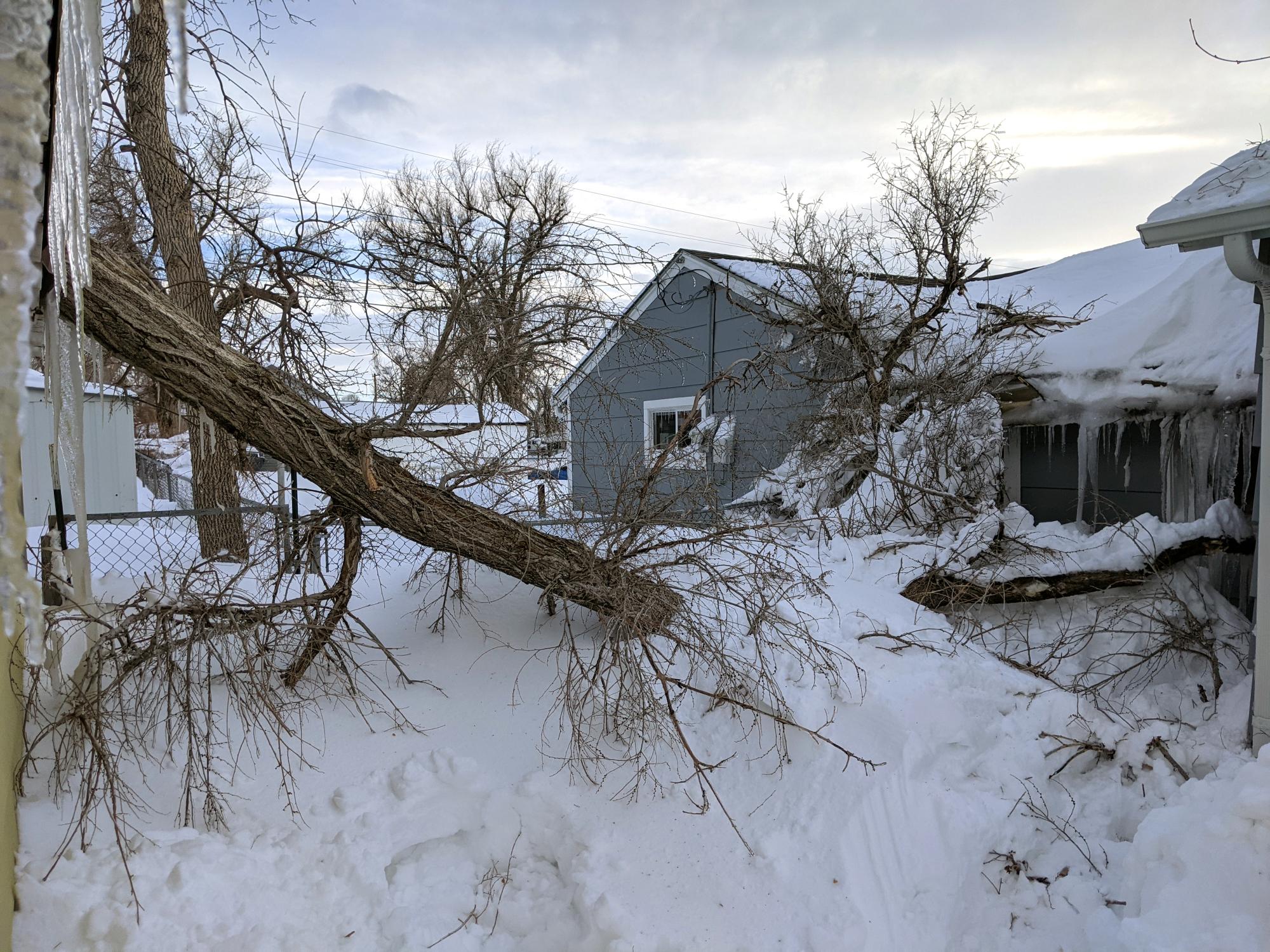 Cheyenne (2018-2021) - Downed Limb #2