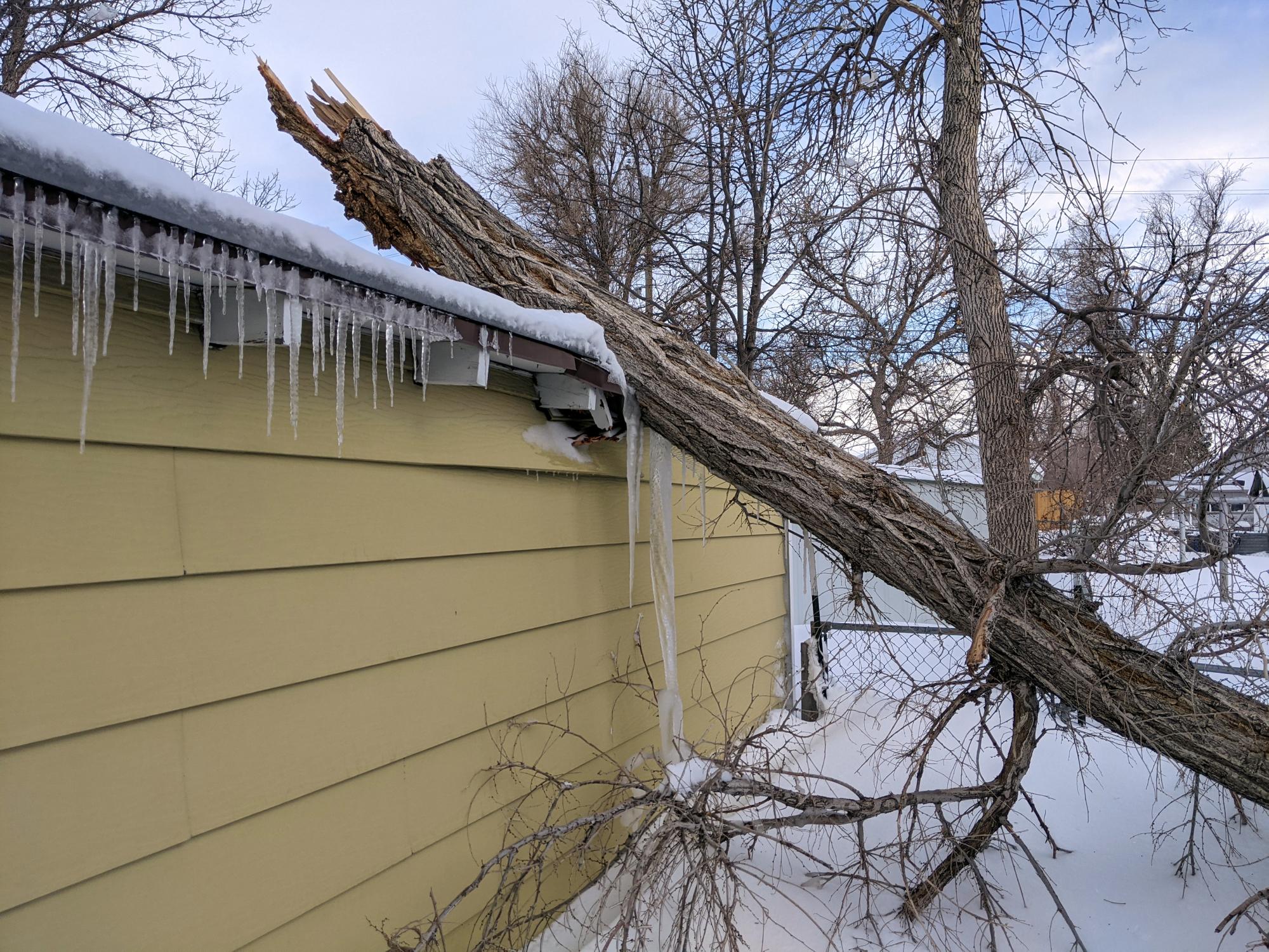 Cheyenne (2018-2021) - Downed Limb #3