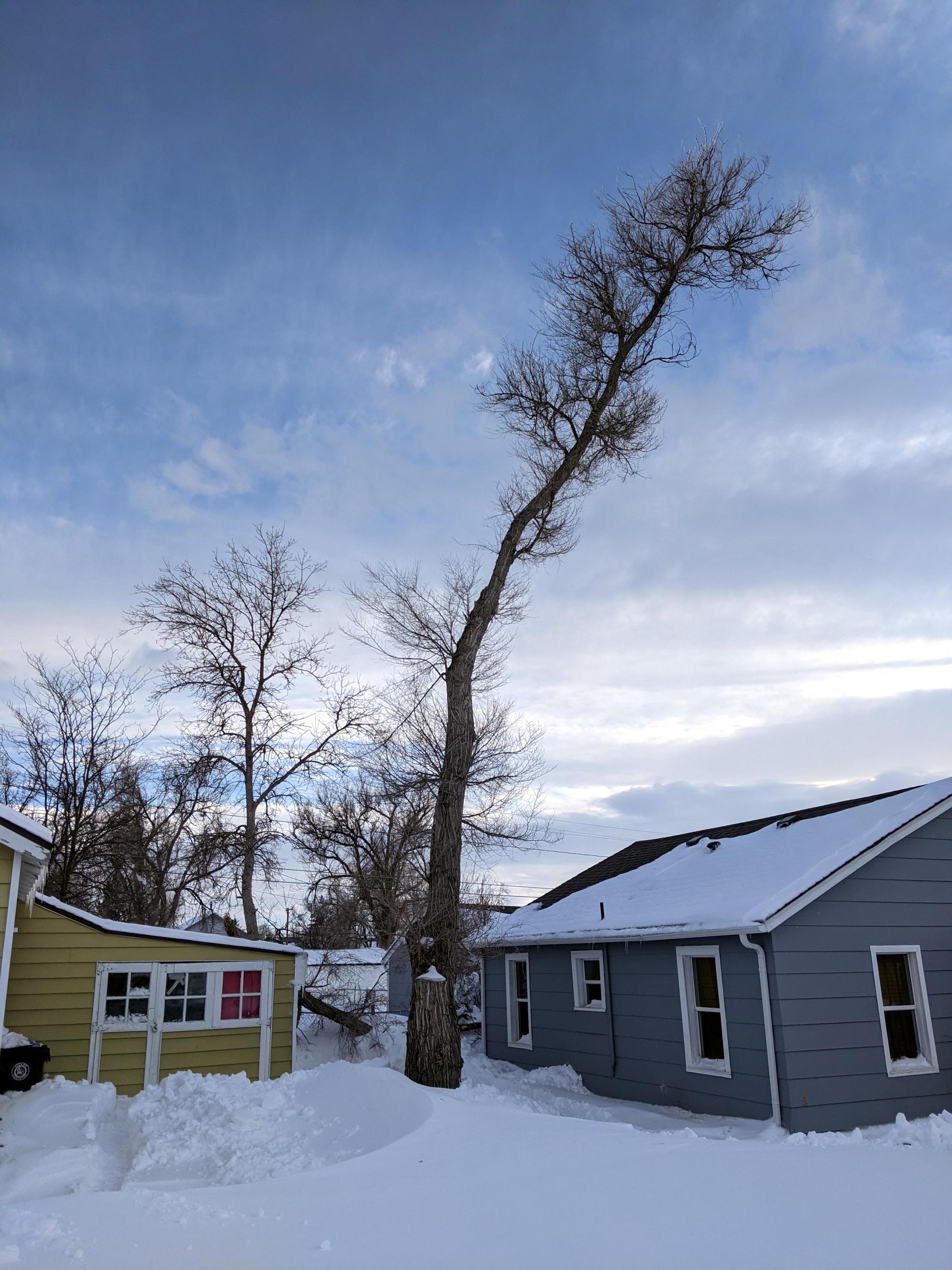 Cheyenne (2018-2021) - Downed Limb #5