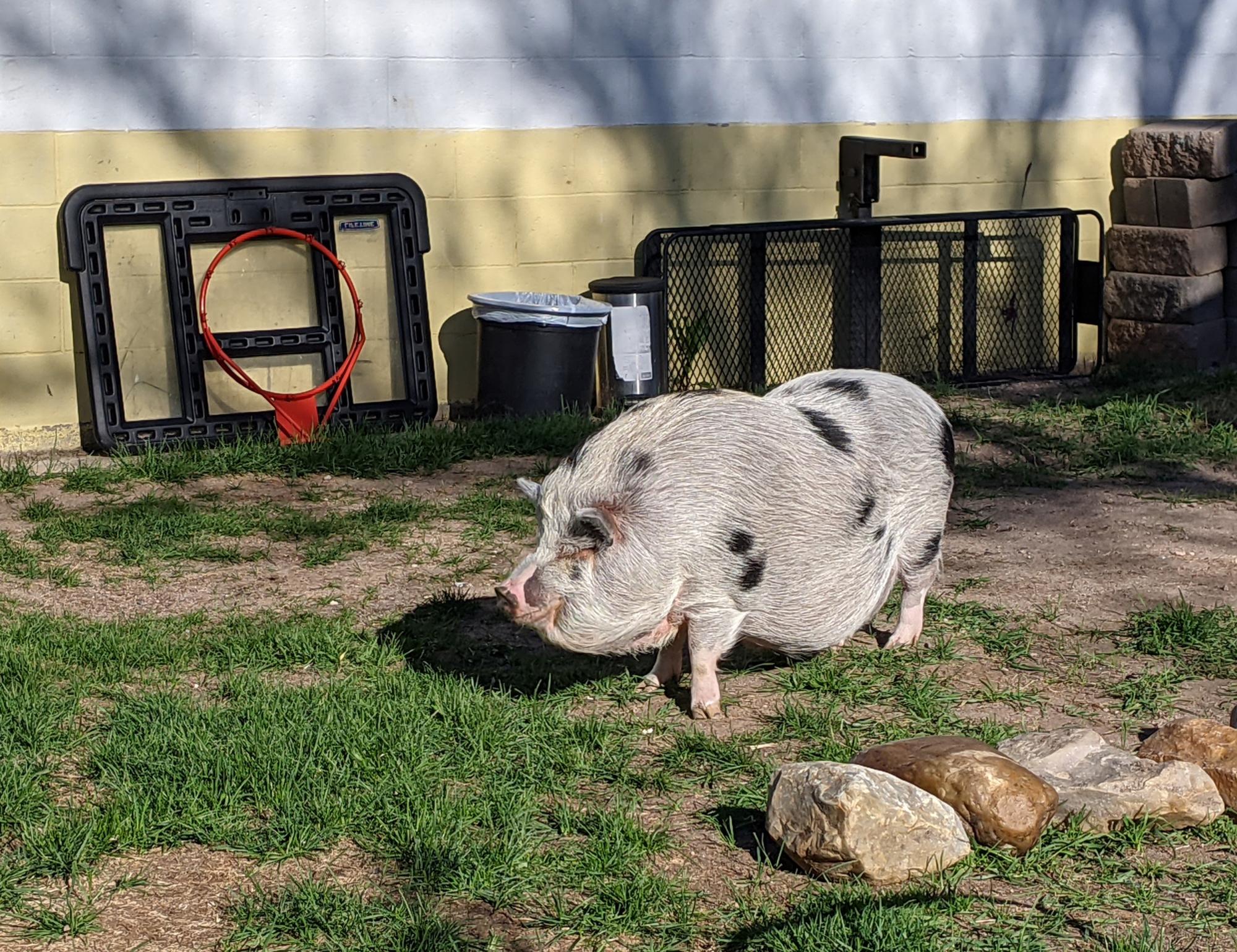Cheyenne (2018-2021) - Happy Albert