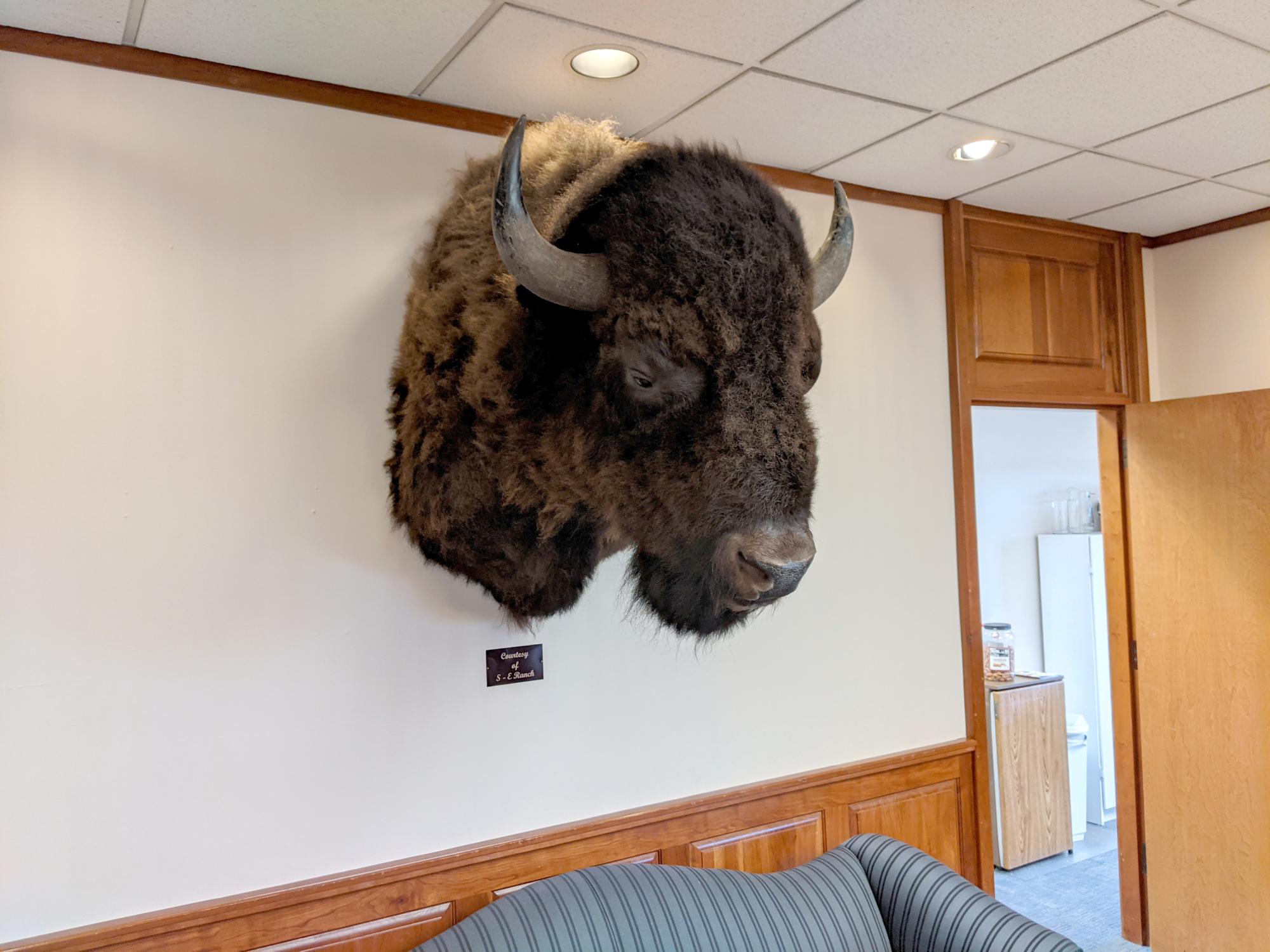 Cheyenne (2018-2021) - Buffalo Head