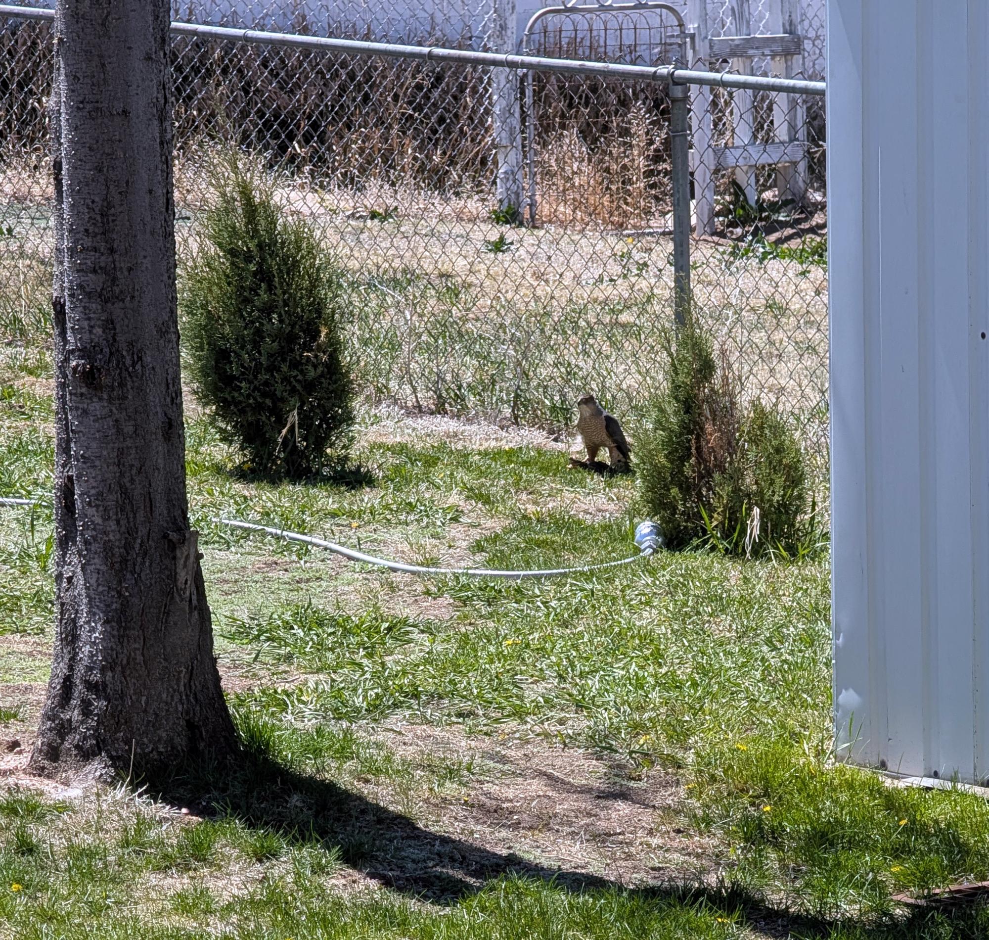 Cheyenne (2022-Present) - Hawk Kill