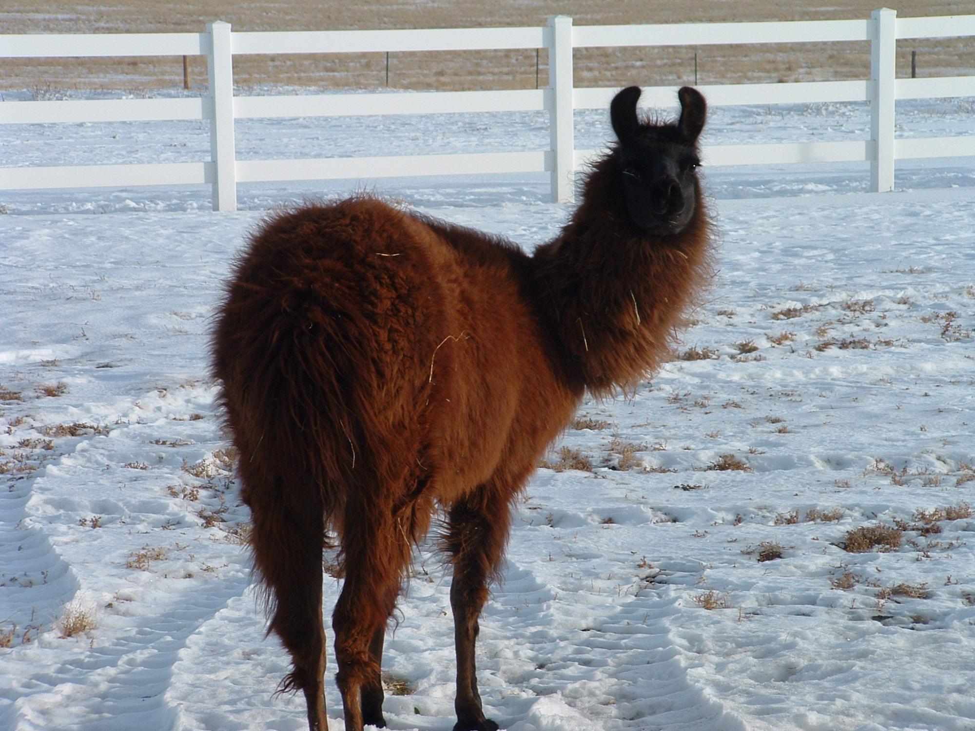 Holiday Ranch (2005-2009) - Llama