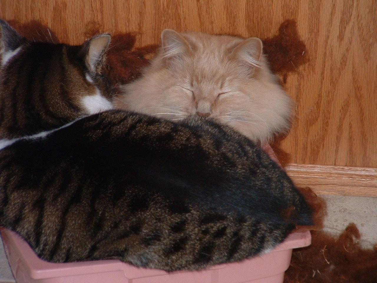 Holiday Ranch (2005-2014) - Fluffy