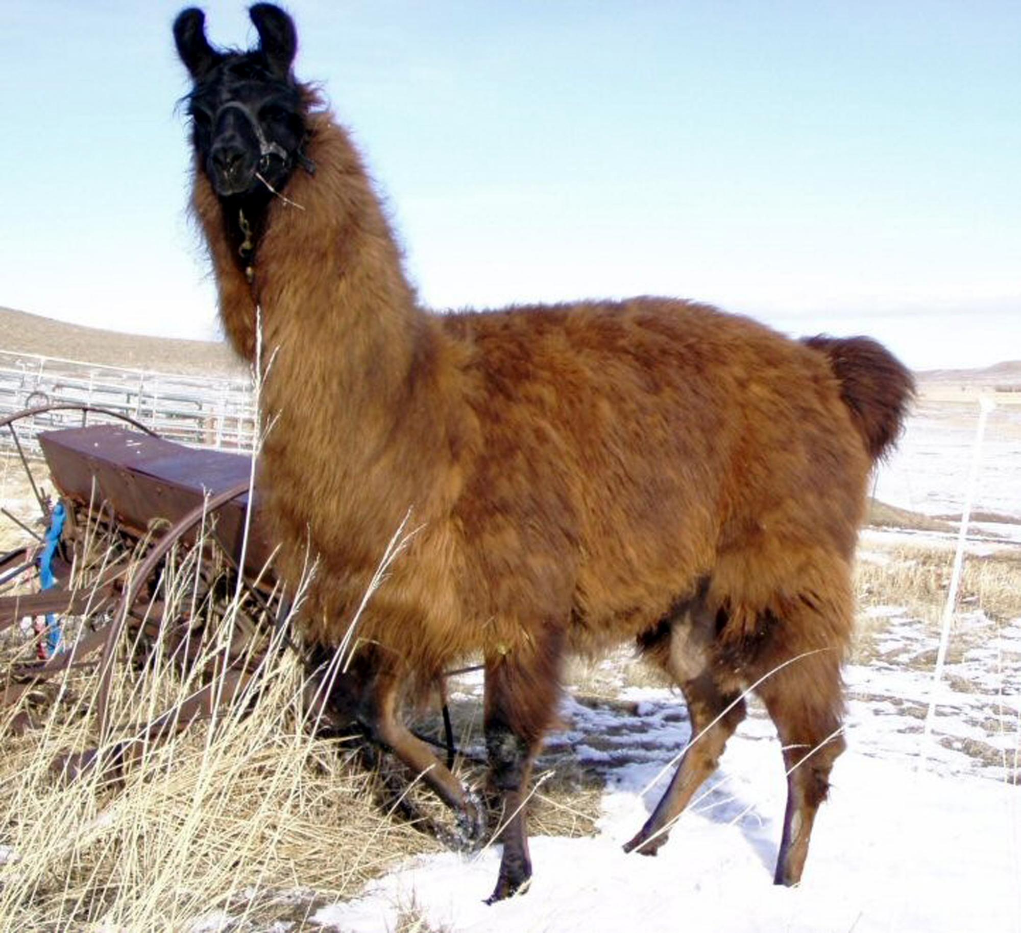 Holiday Ranch (2005-2014) - Lulubelle