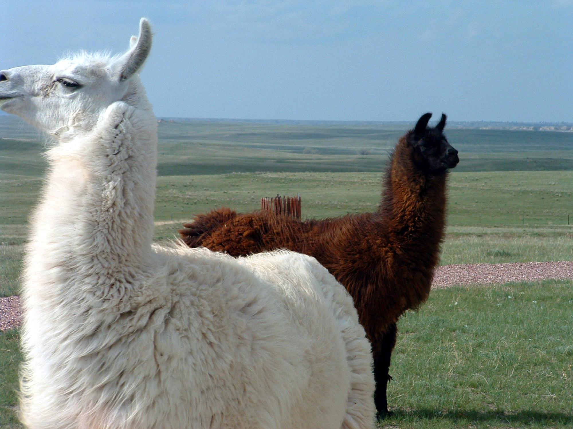 Holiday Ranch (2005-2014) - Llamas