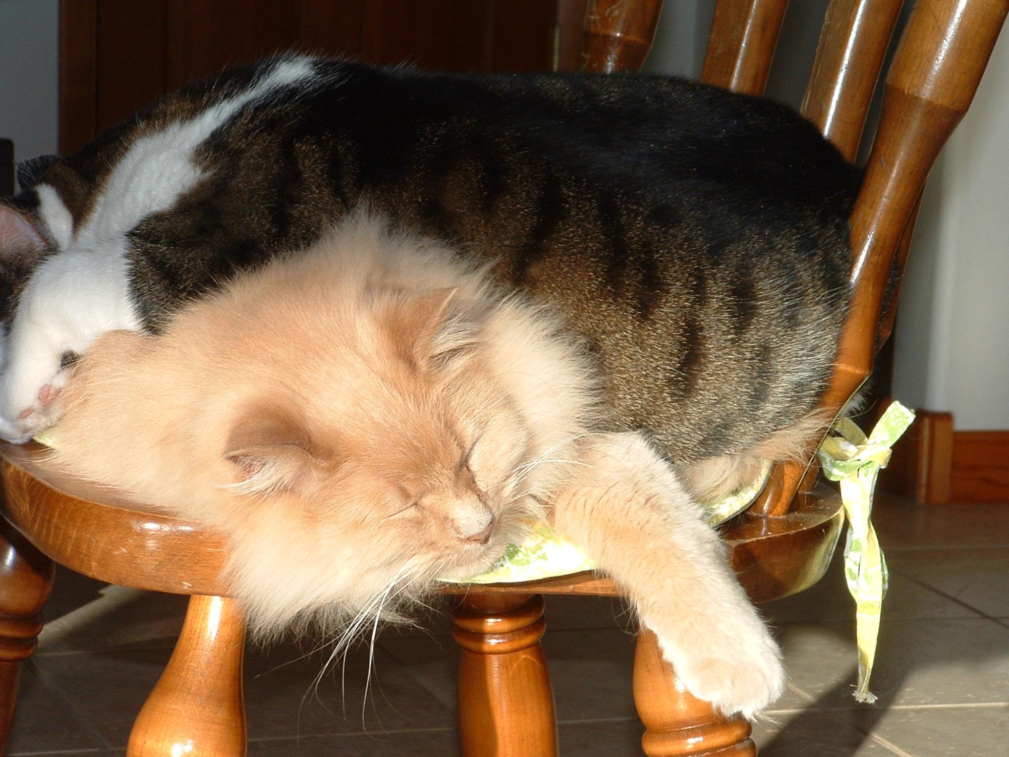 Holiday Ranch (2005-2014) - House Cats #1