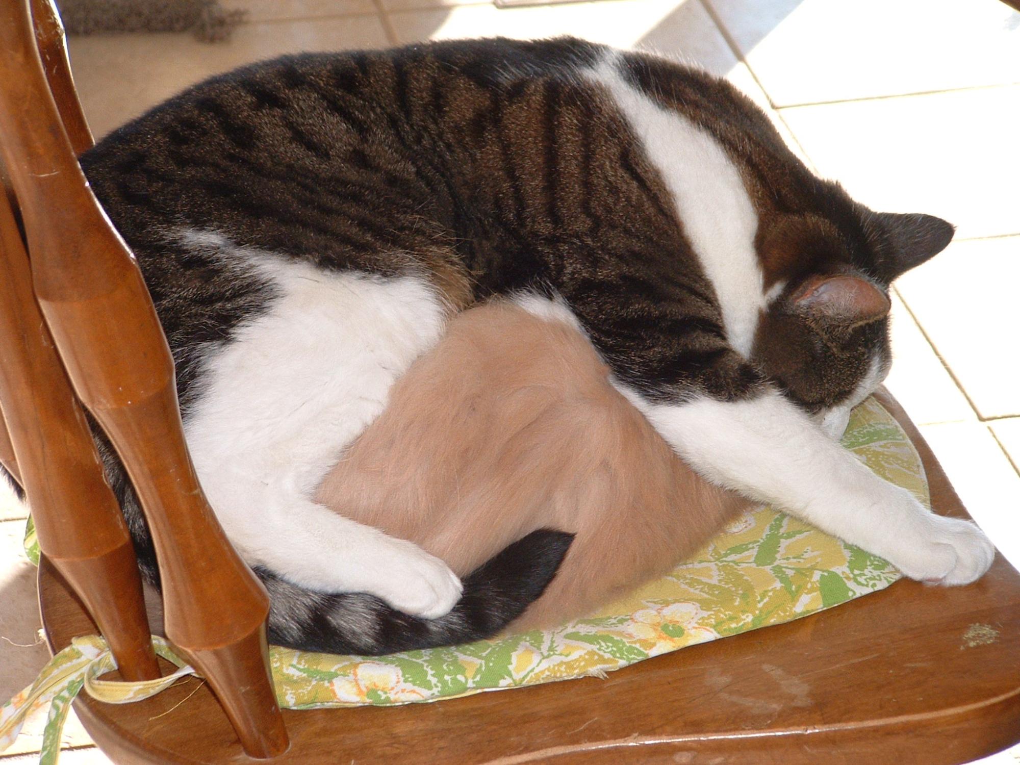 Holiday Ranch (2005-2014) - House Cats #2