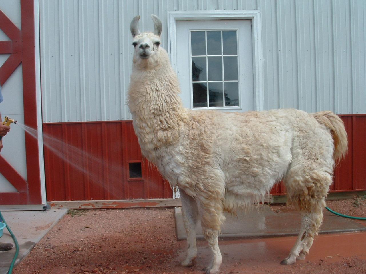 Holiday Ranch (2005-2014) - Barney Taking AShower