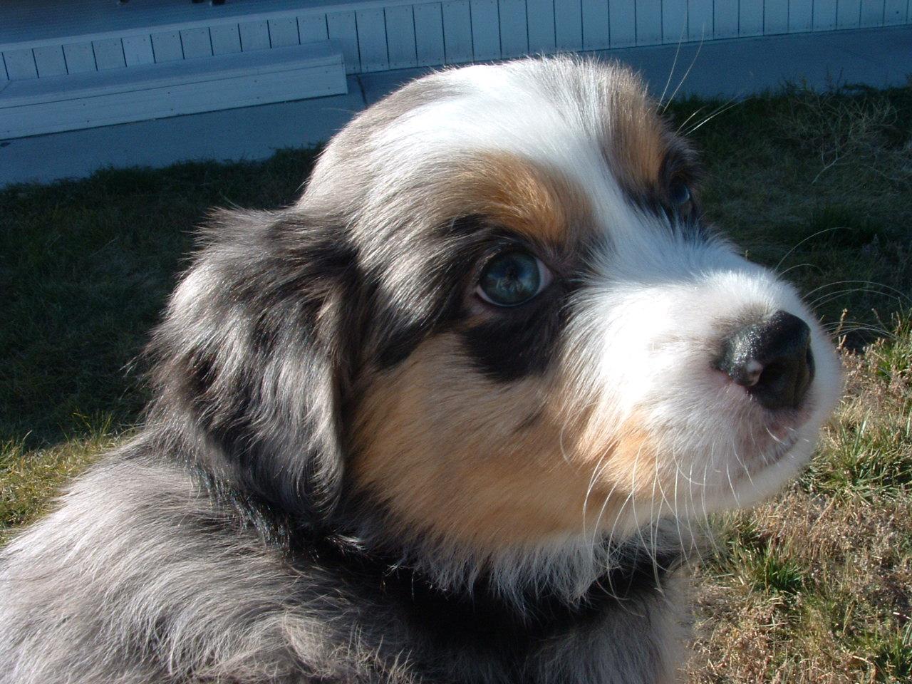 Holiday Ranch (2005-2014) - Bailey