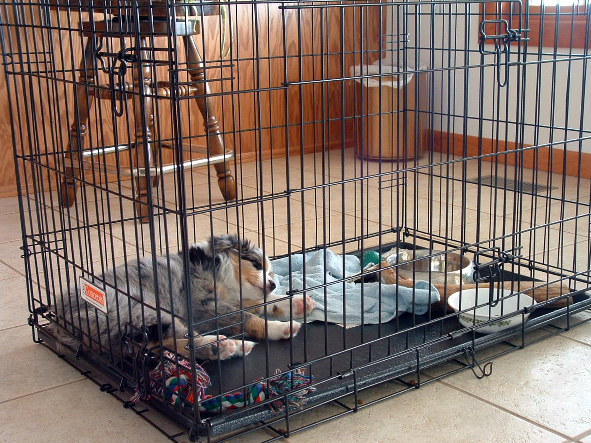 Holiday Ranch (2005-2014) - Bailey