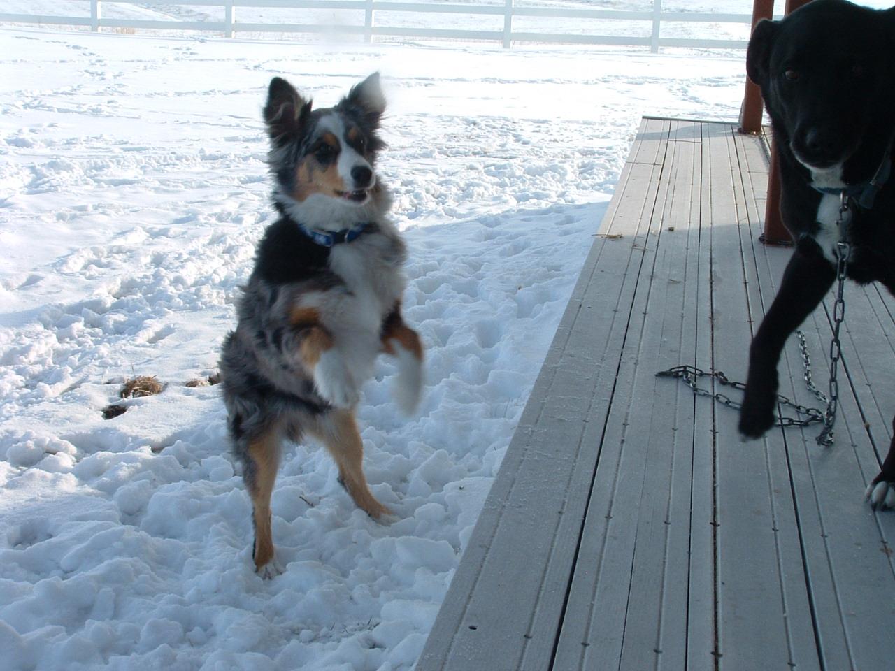 Holiday Ranch (2005-2014) - Bailey