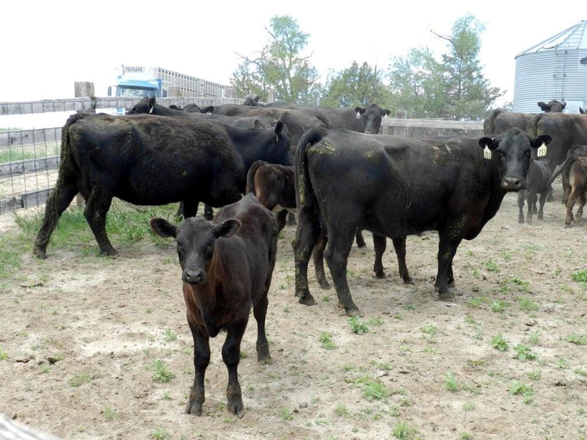 Holiday Ranch (2005-2014) - Cattle
