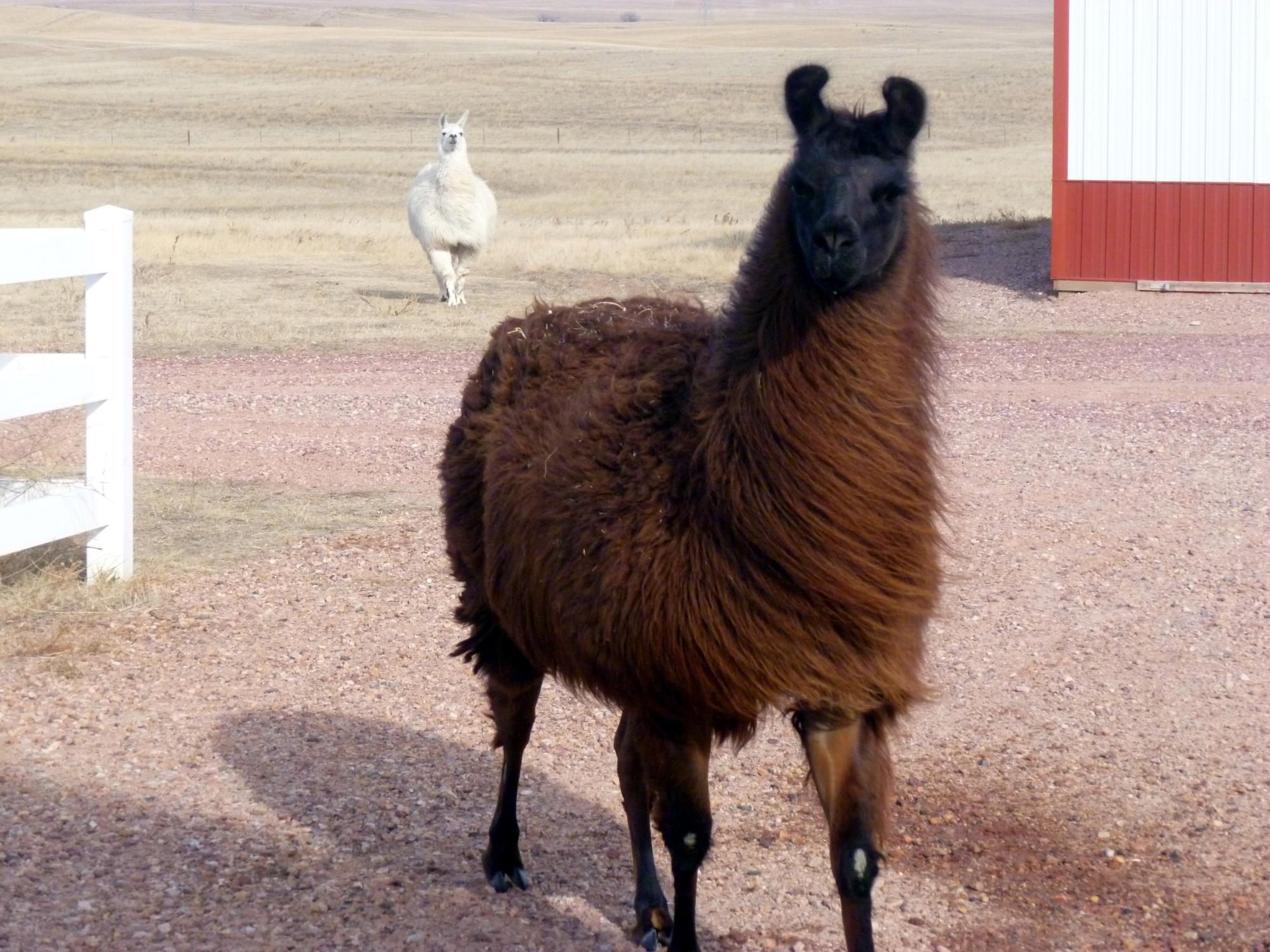 Holiday Ranch (2010-2014) - Llamas #1