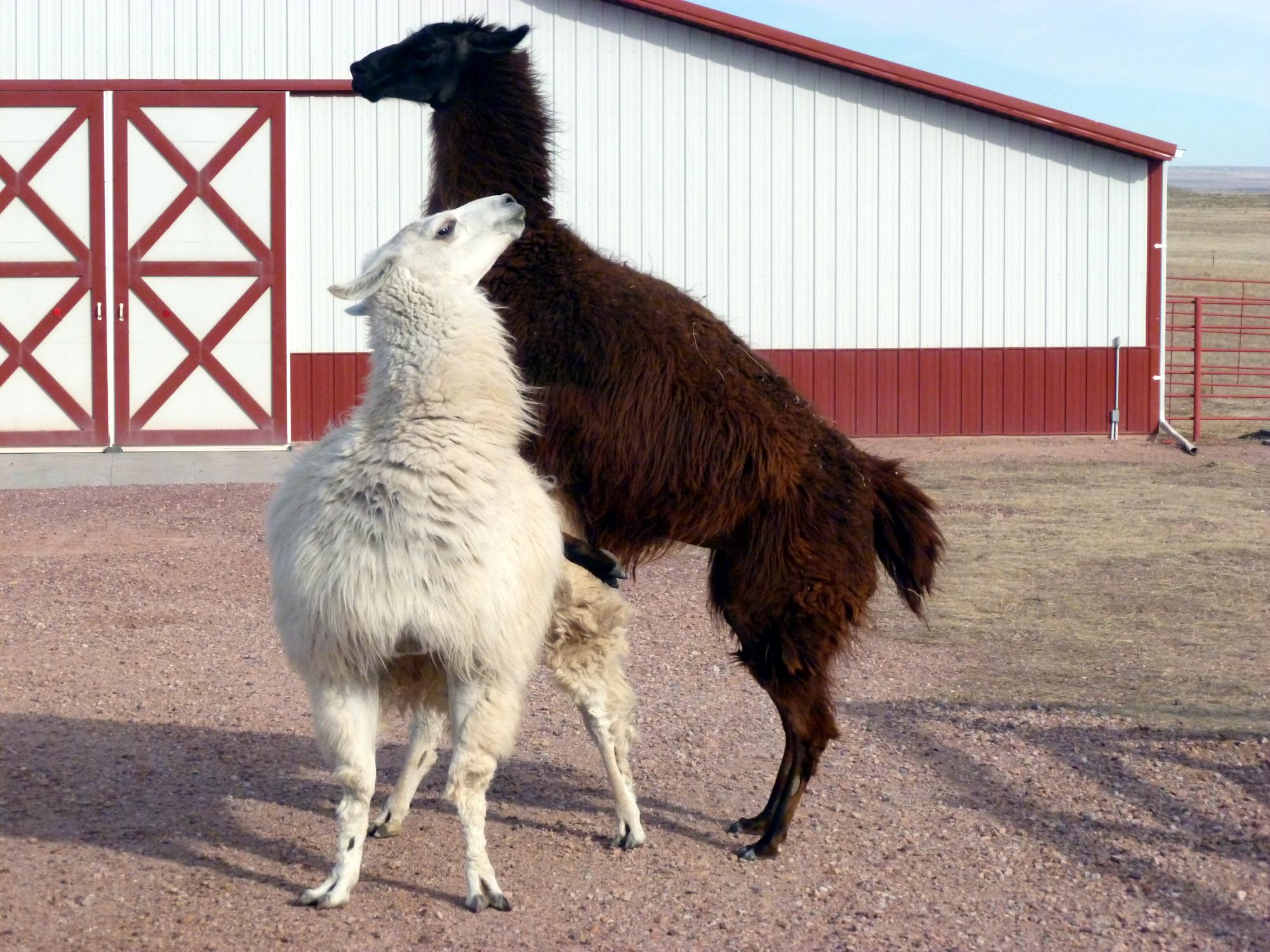 Holiday Ranch (2010-2014) - Llamas #2